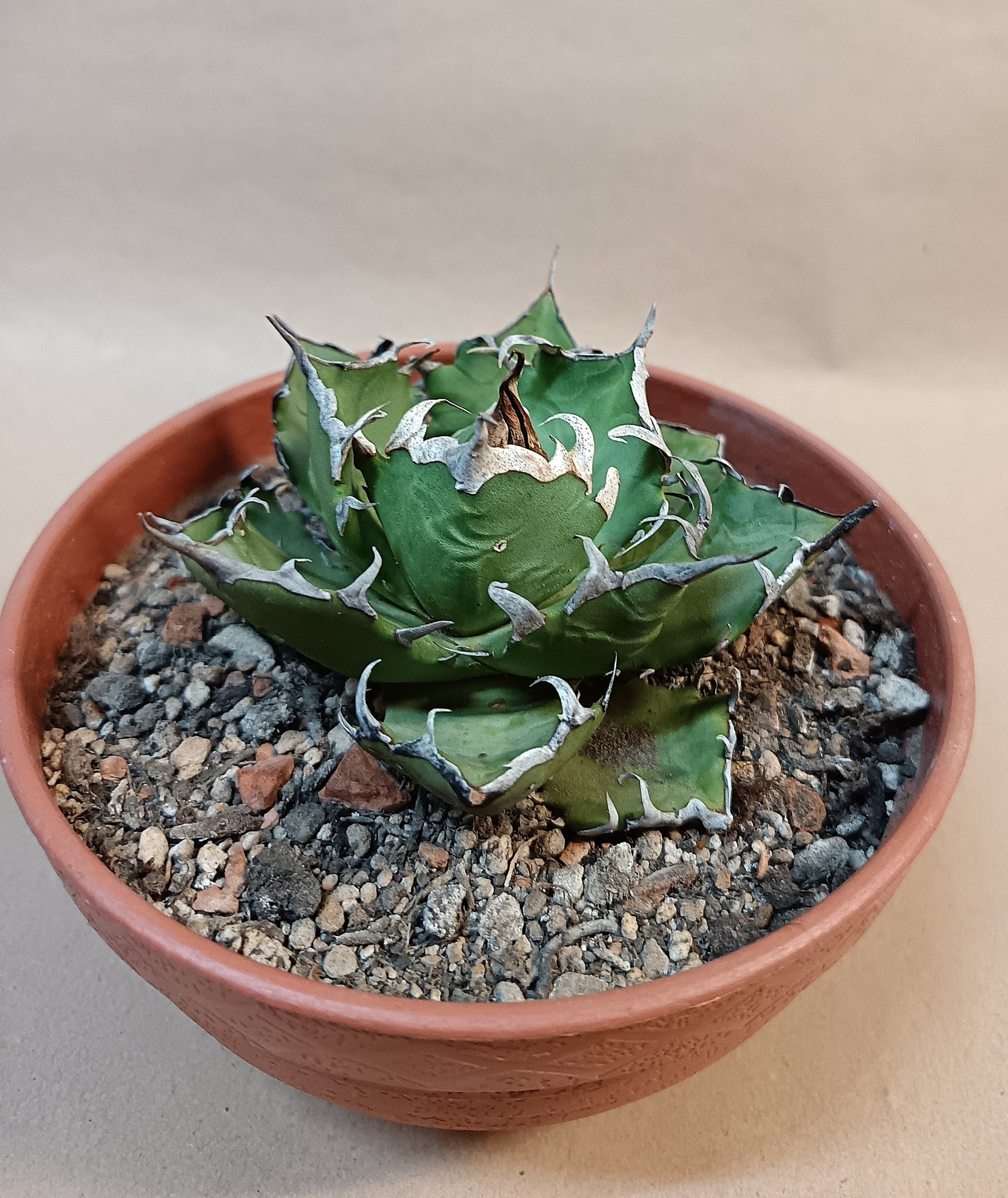Agave titanota 'Marmaru' – 10cm #2