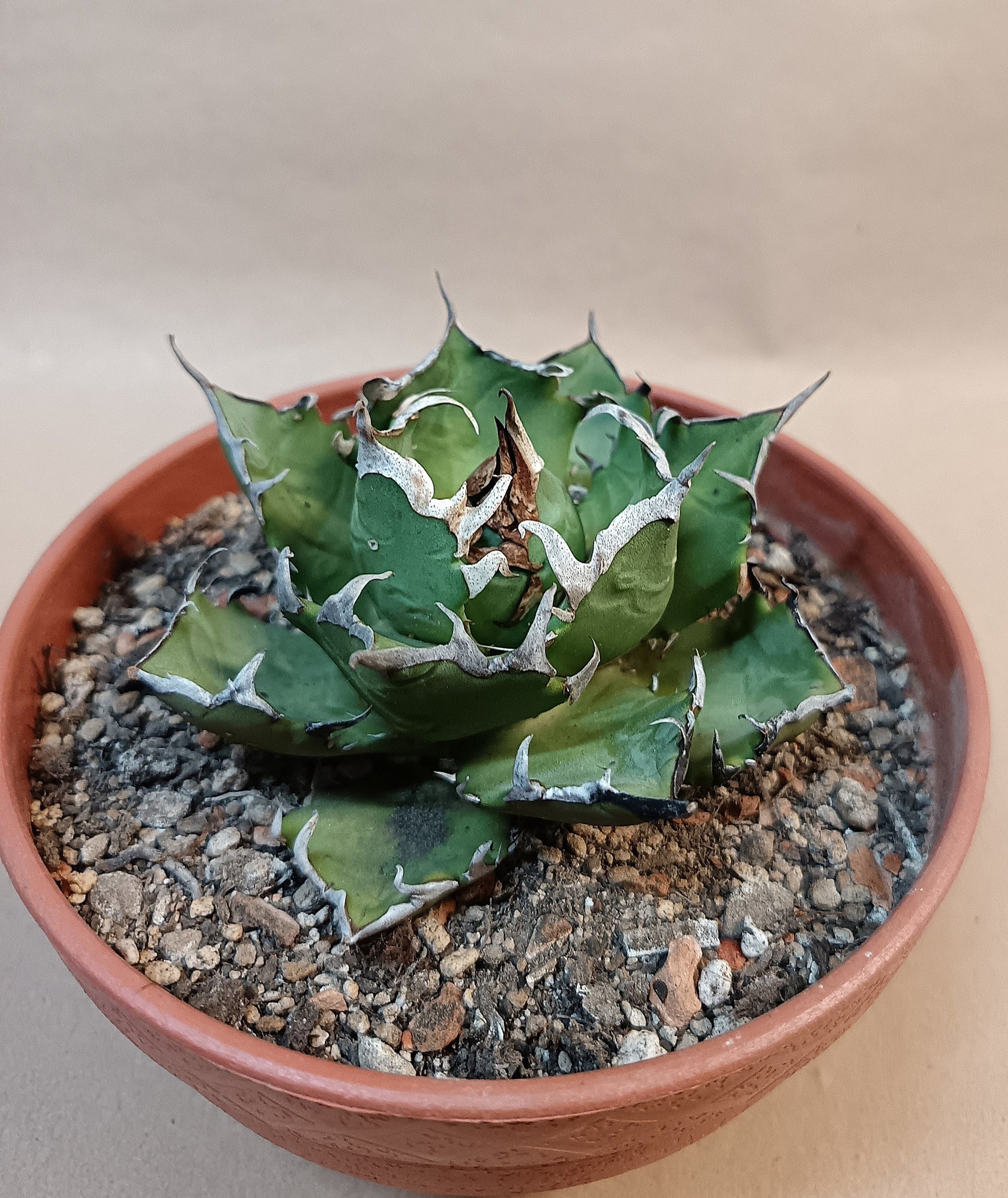 Agave titanota 'Marmaru' – 10cm #2