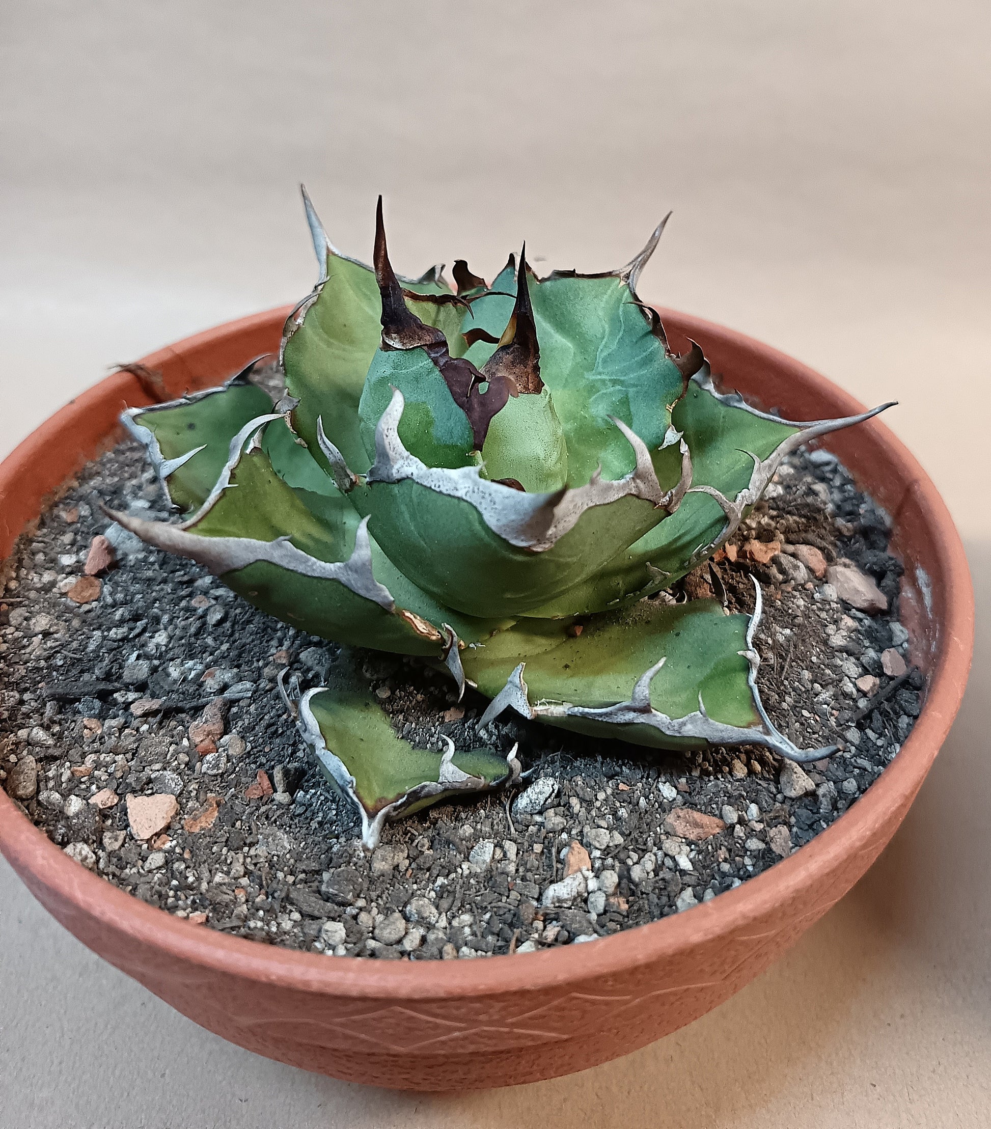 Agave titanota 'Hades' – 10cm