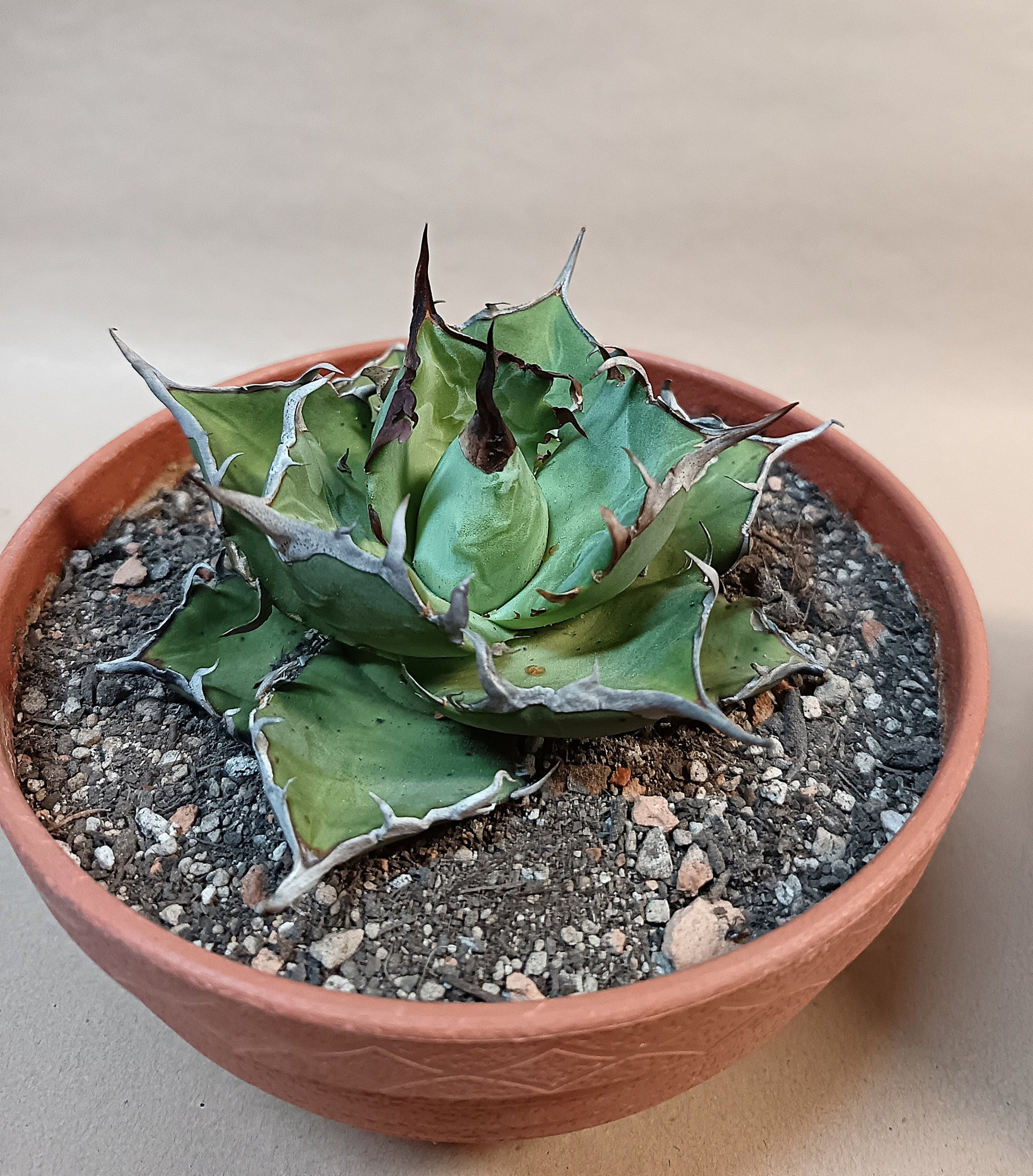 Agave titanota 'Hades' – 10cm