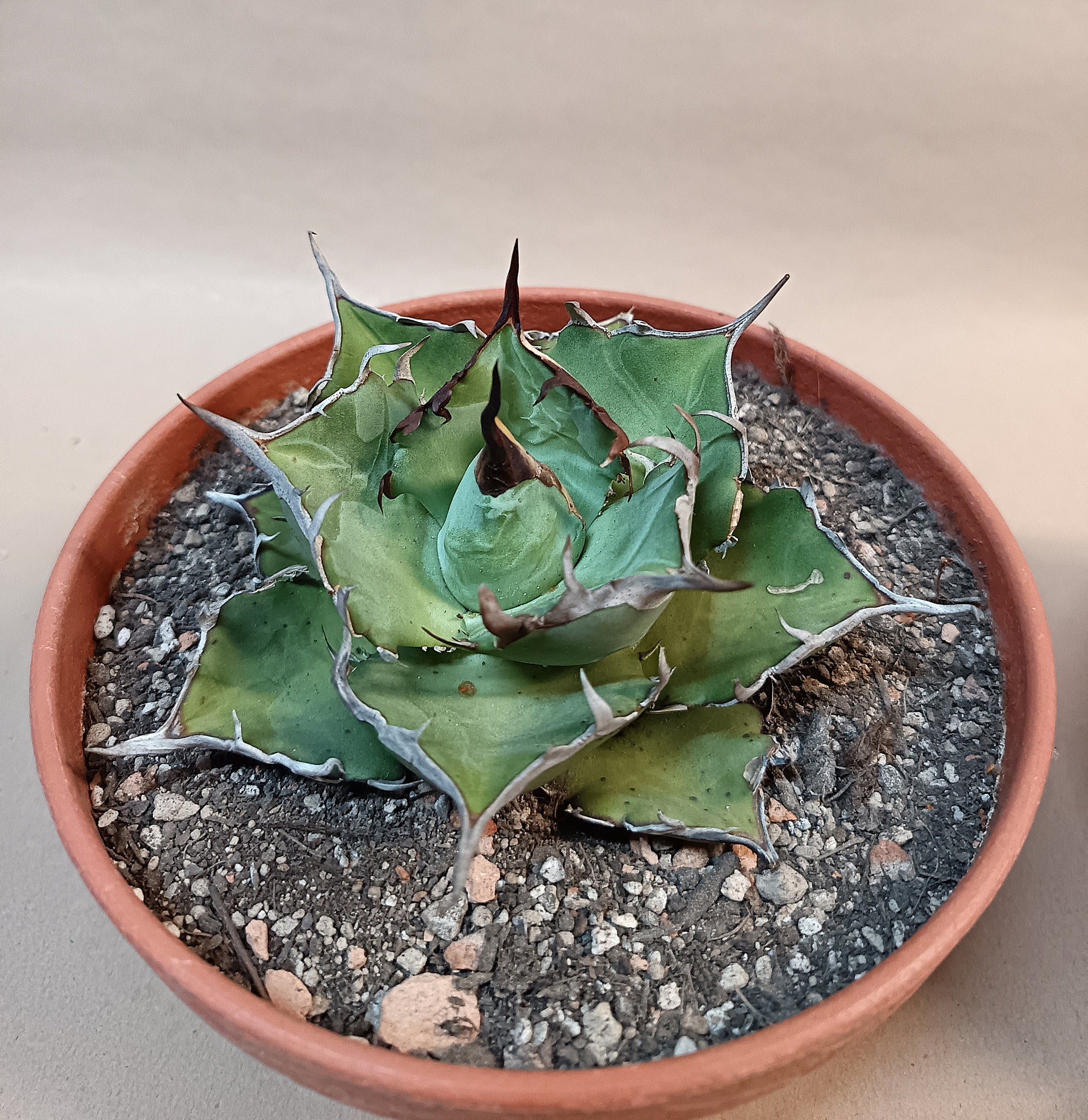 Agave titanota 'Hades' – 10cm
