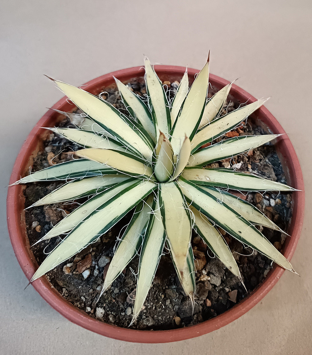 Agave filifera var. schidigera f. variegata
