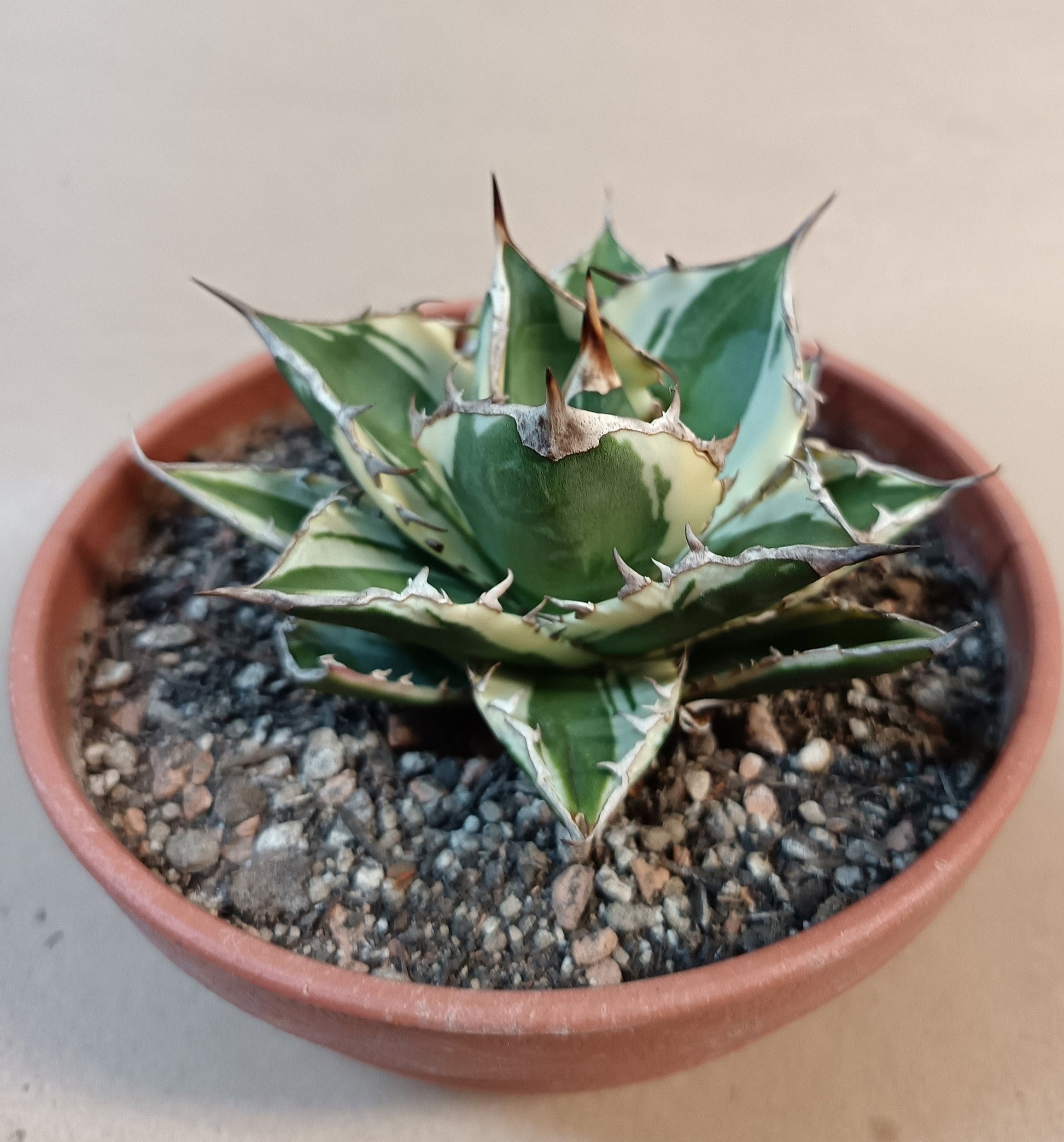Agave titanota FO-076 Marginata – 8-9cm