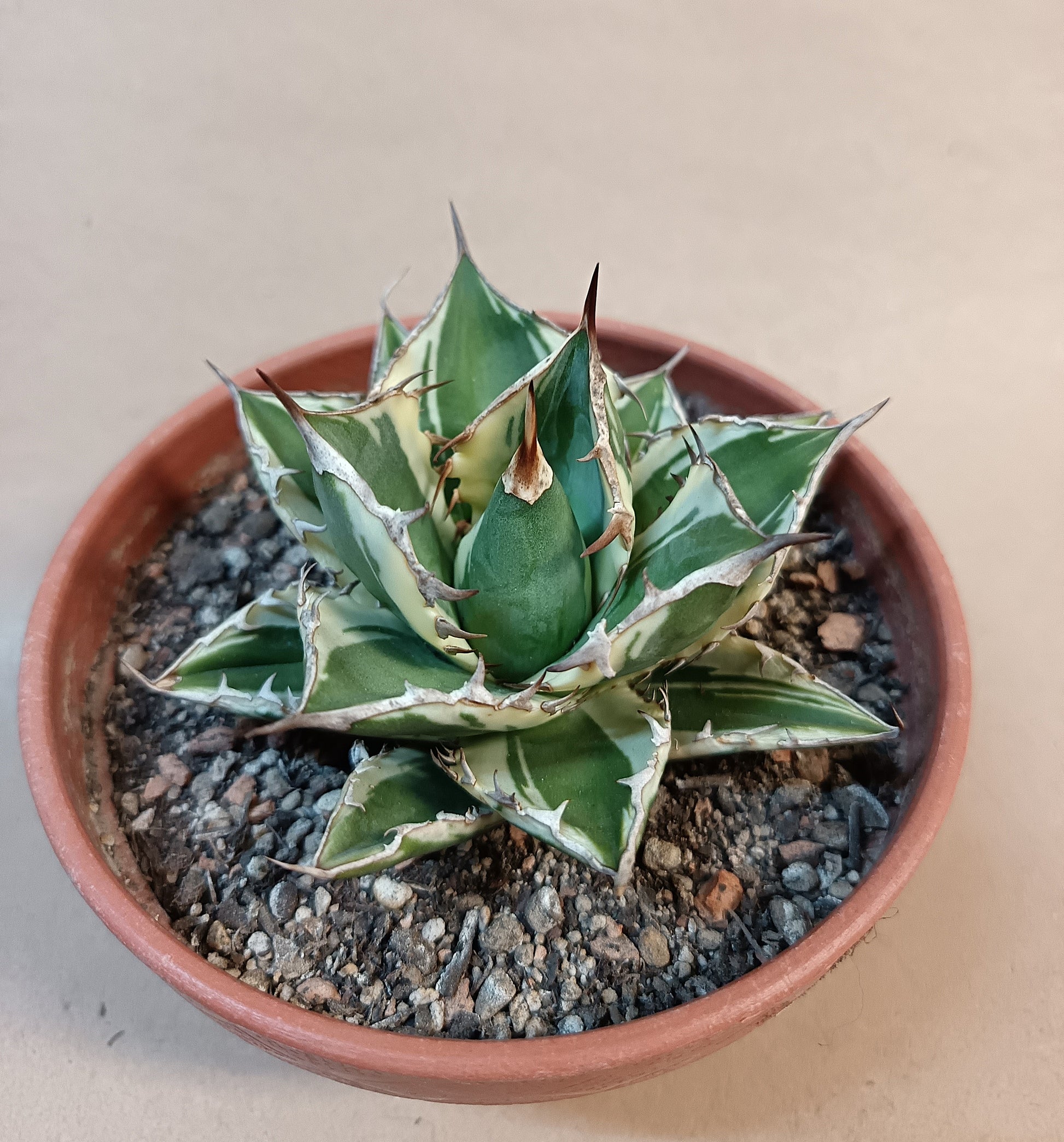 Agave titanota FO-076 Marginata – 8-9cm