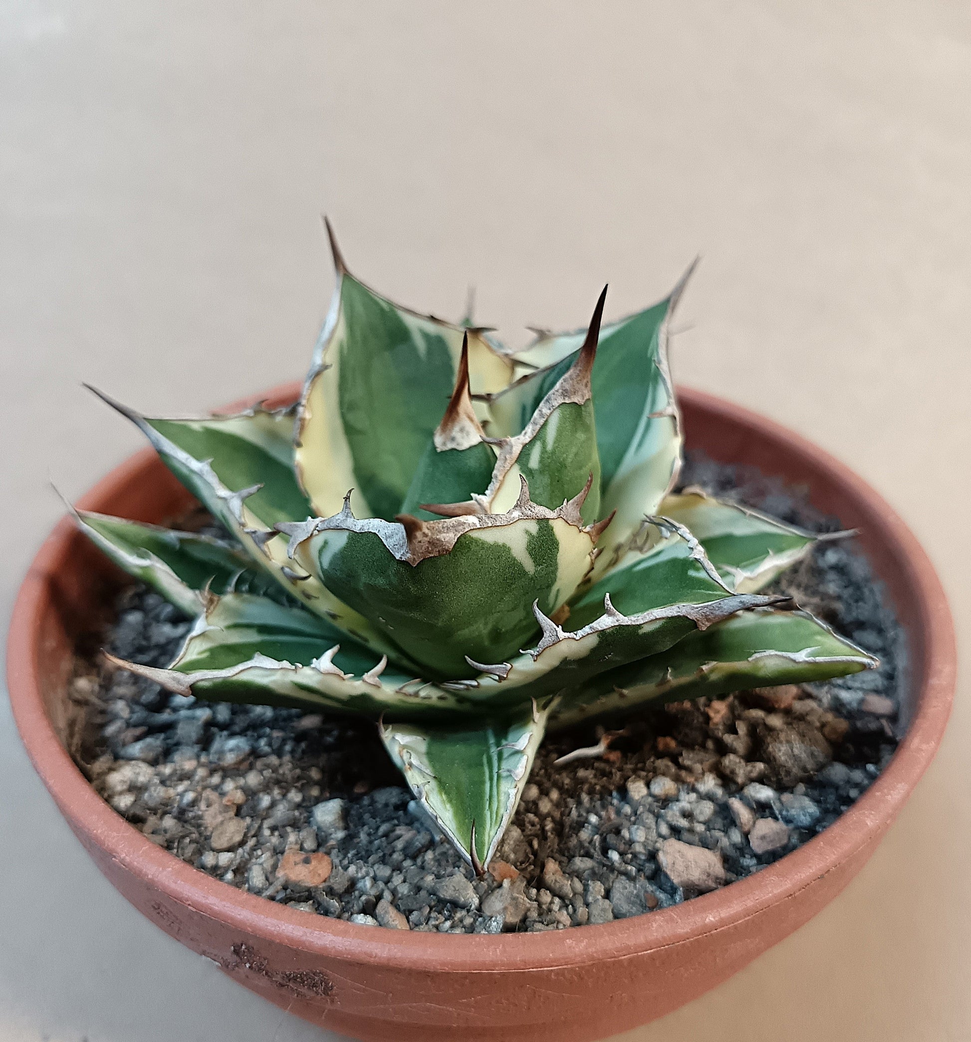 Agave titanota FO-076 Marginata – 8-9cm