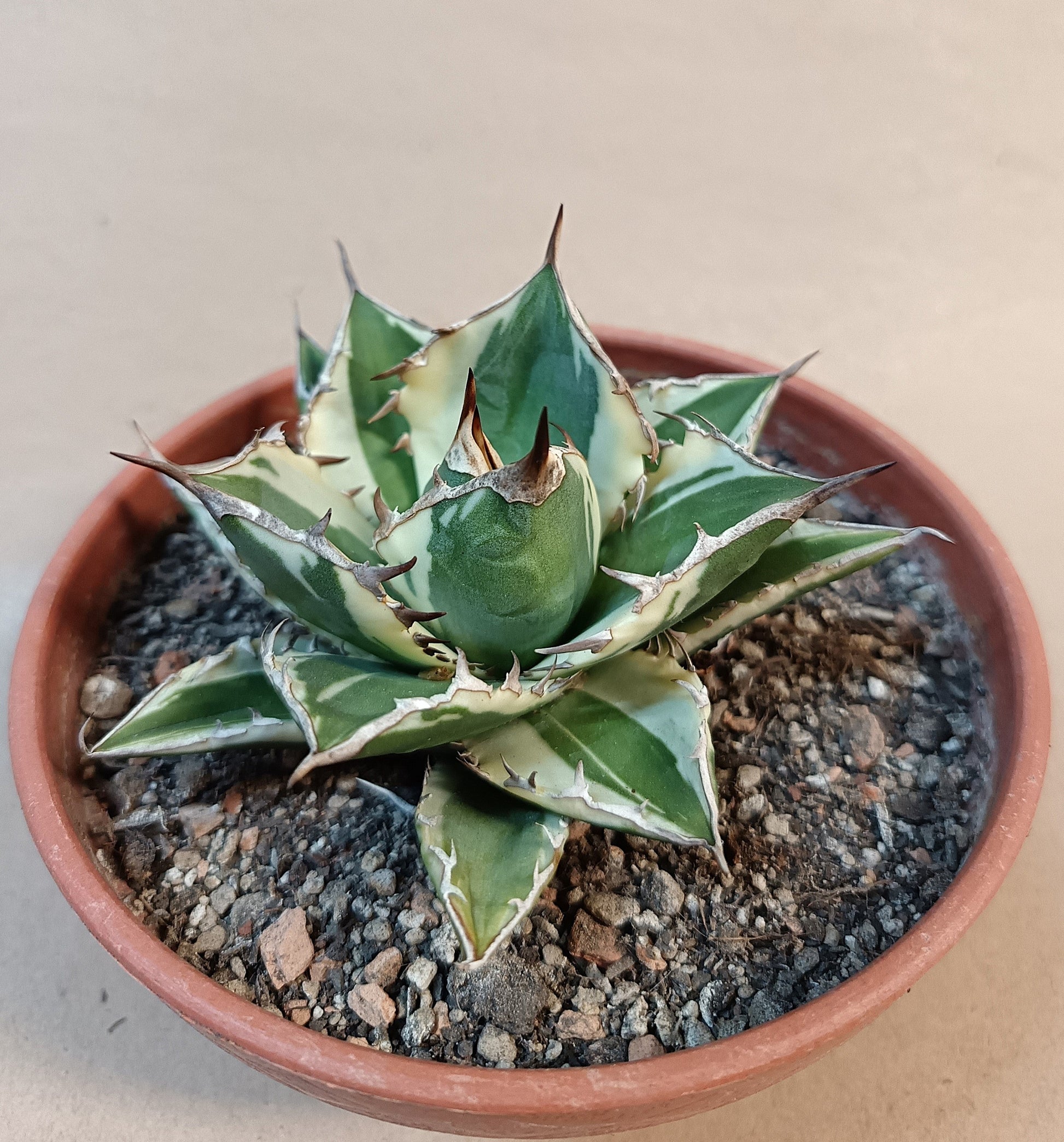 Agave titanota FO-076 Marginata – 8-9cm