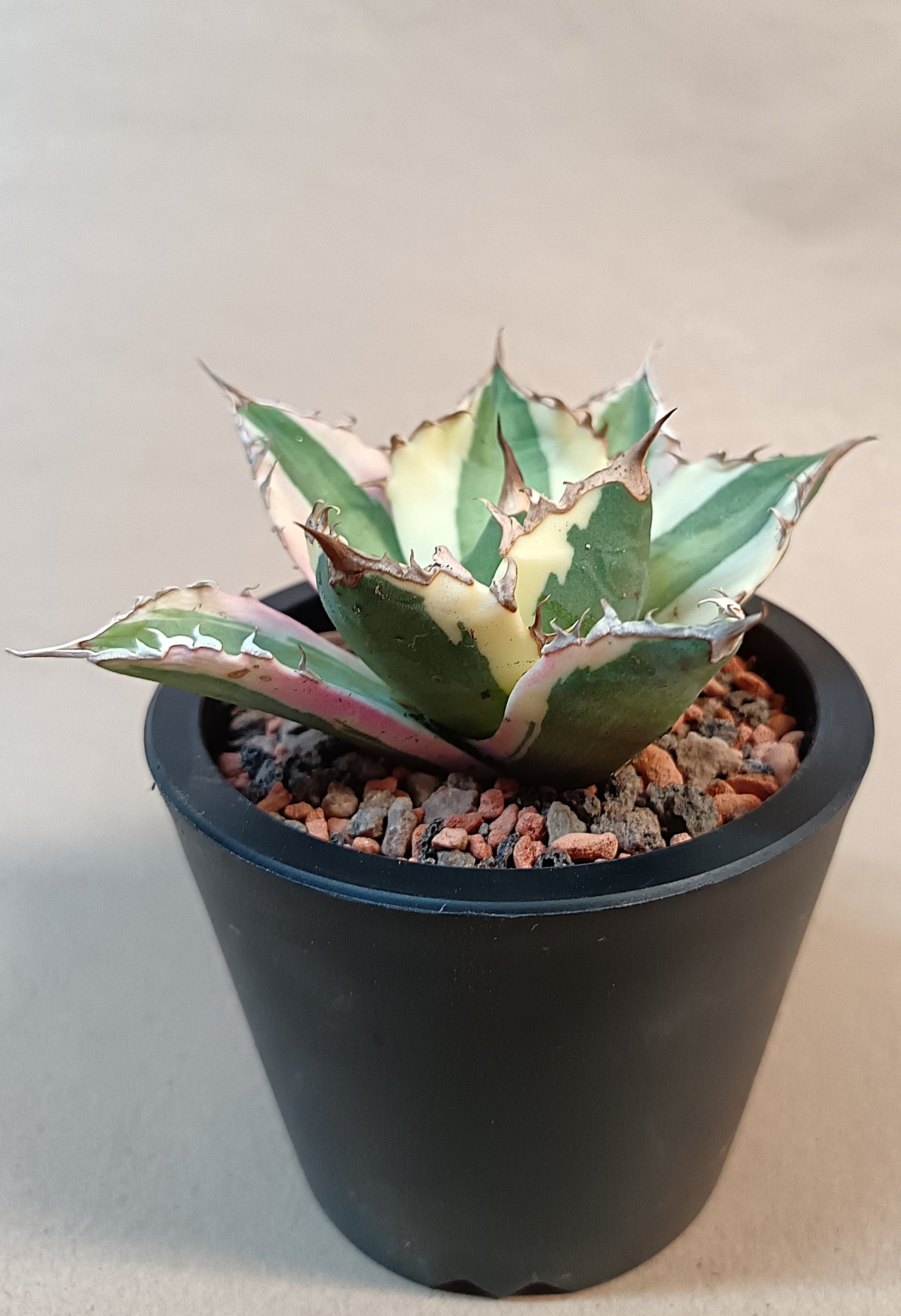 Agave titanota 'Snaggle Tooth' f. variegata  #7