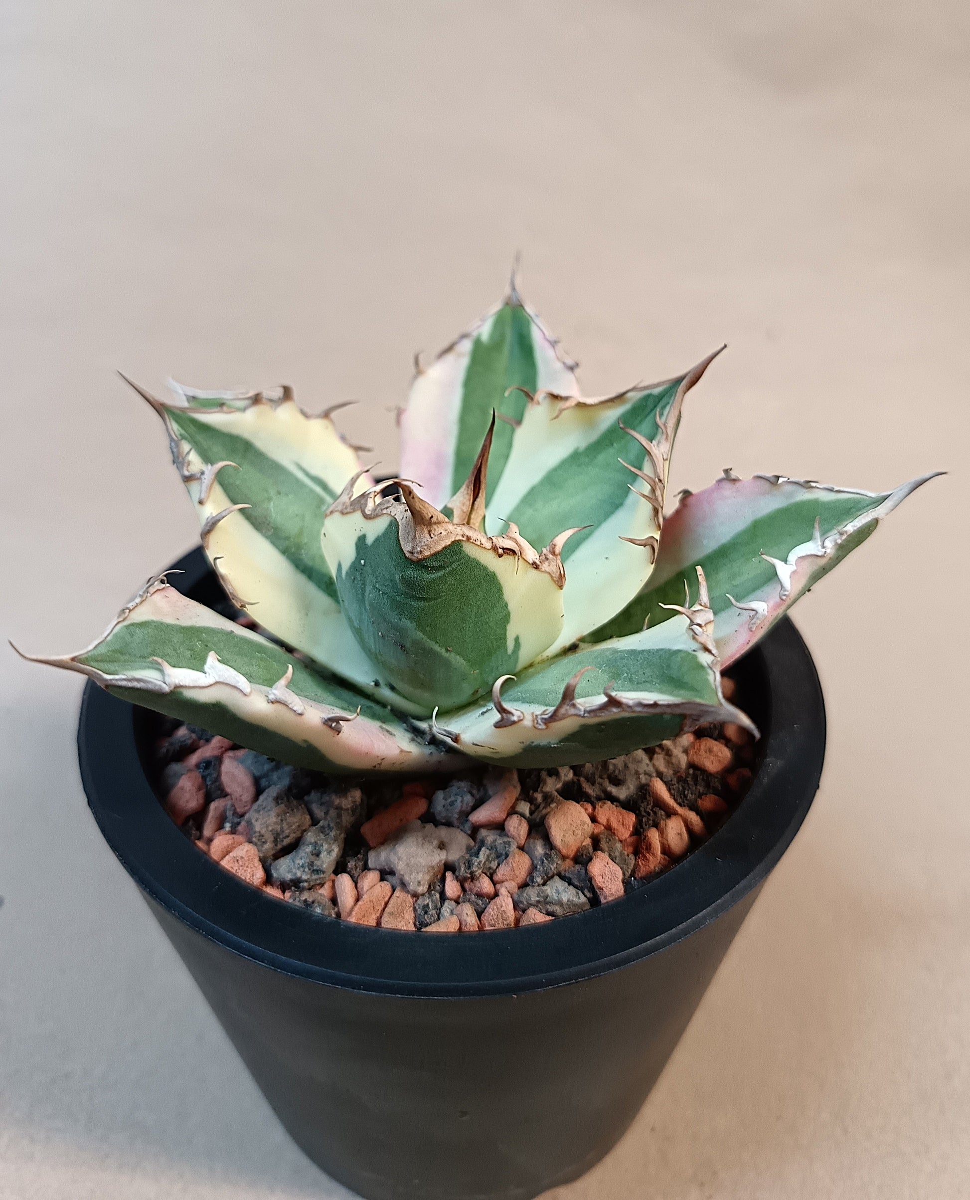 Agave titanota 'Snaggle Tooth' f. variegata  #7
