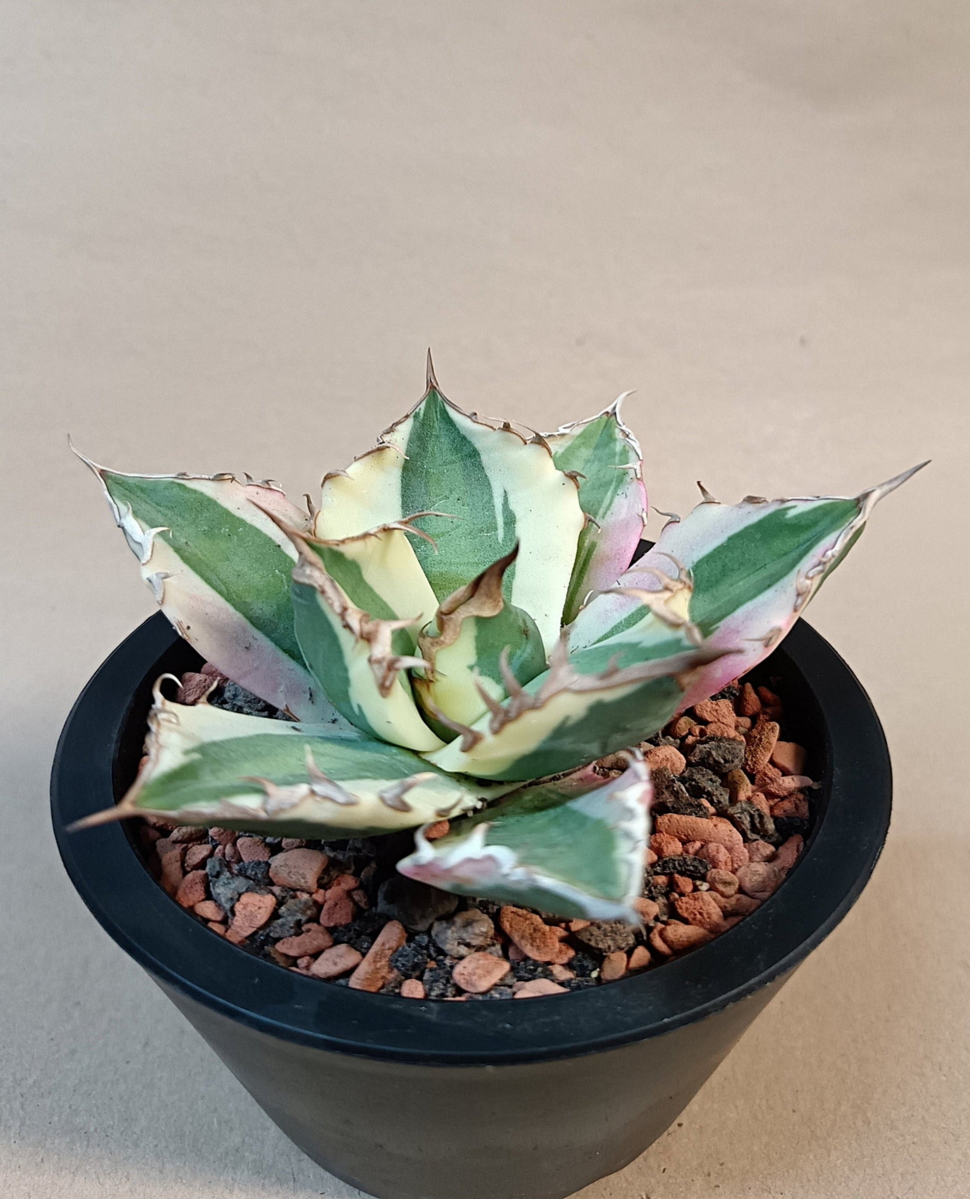 Agave titanota 'Snaggle Tooth' f. variegata  #7