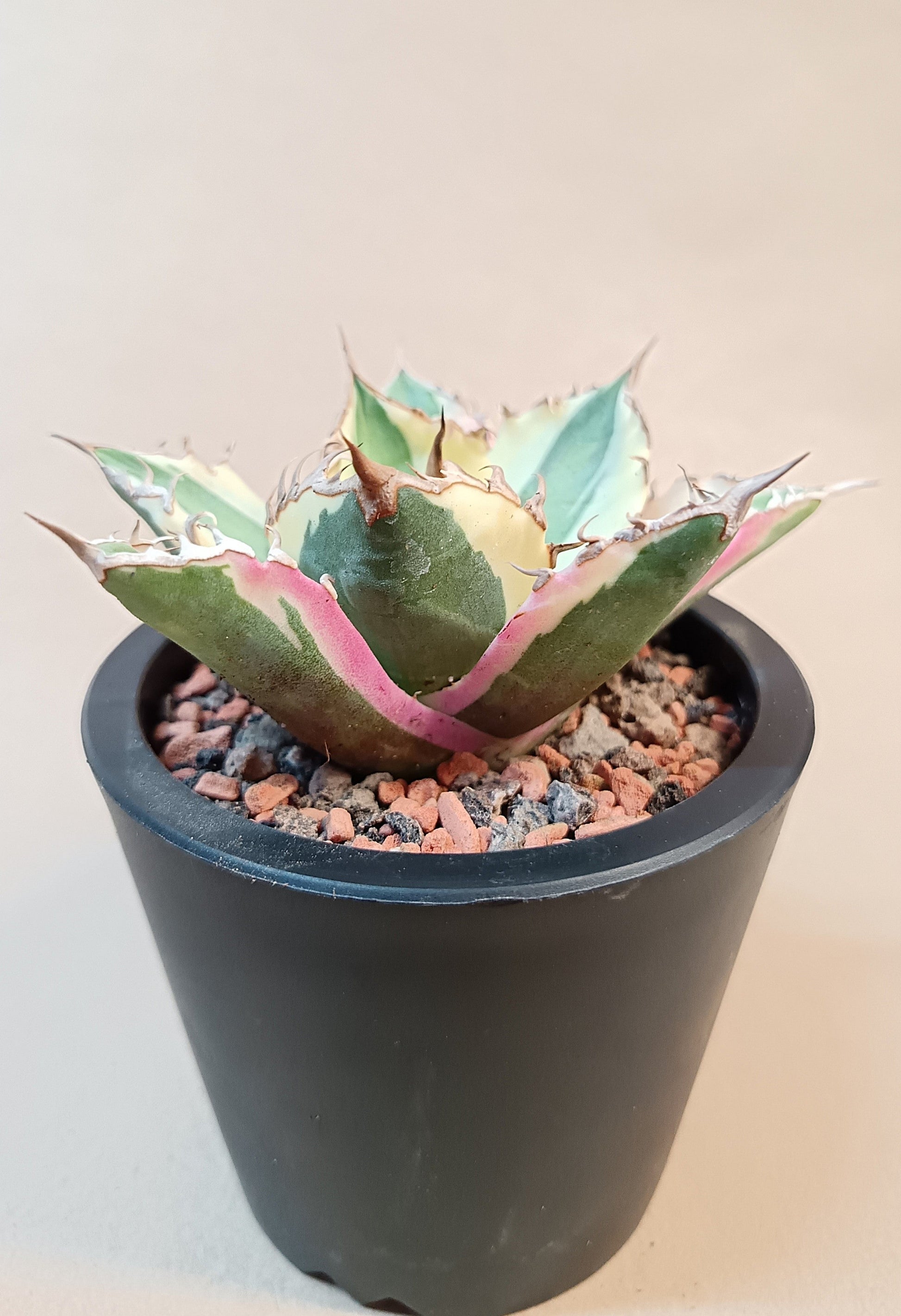 Agave titanota 'Snaggle Tooth' f. variegata  #7