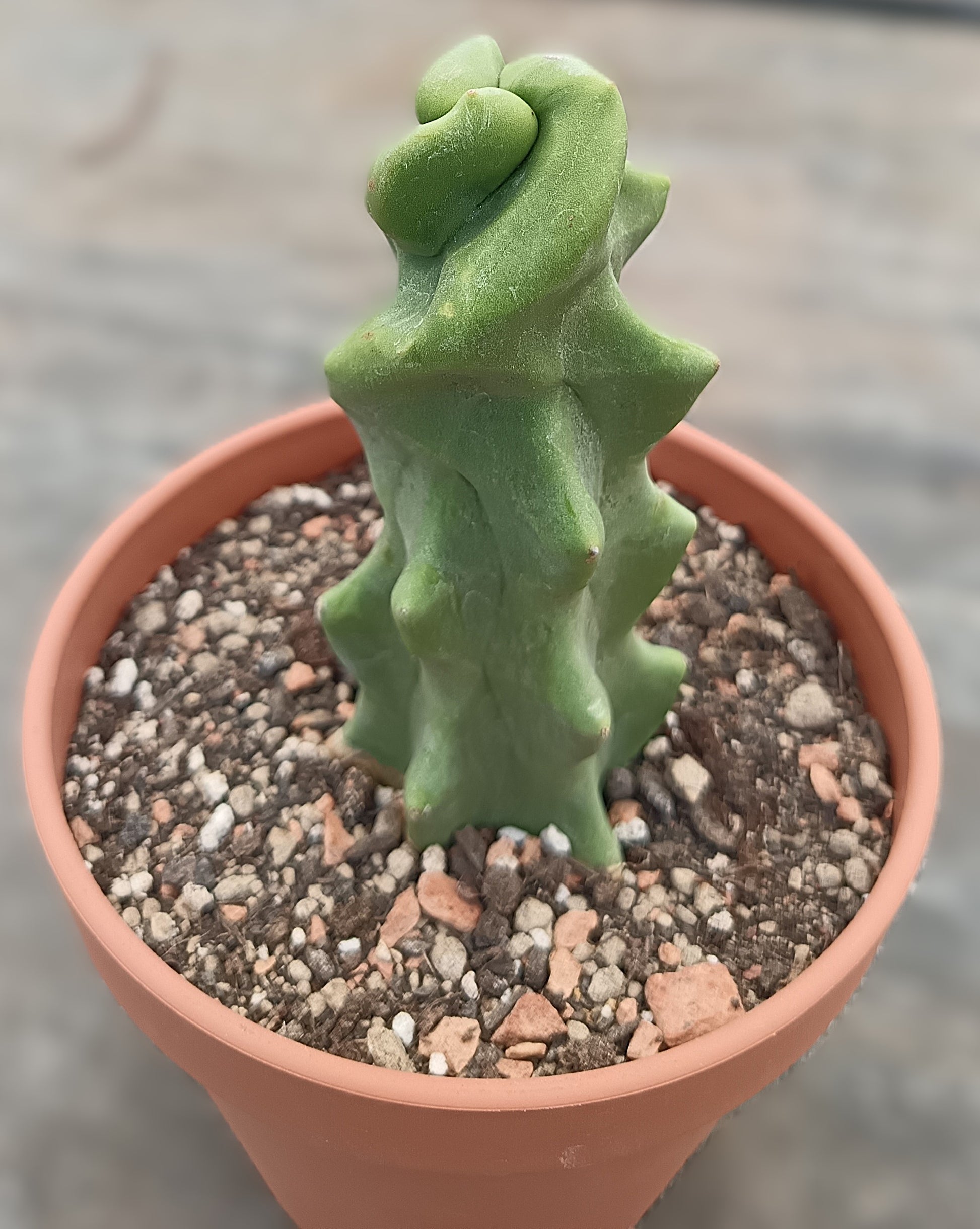 Lophocereus schottii cv. monstruosus / wurzelecht
