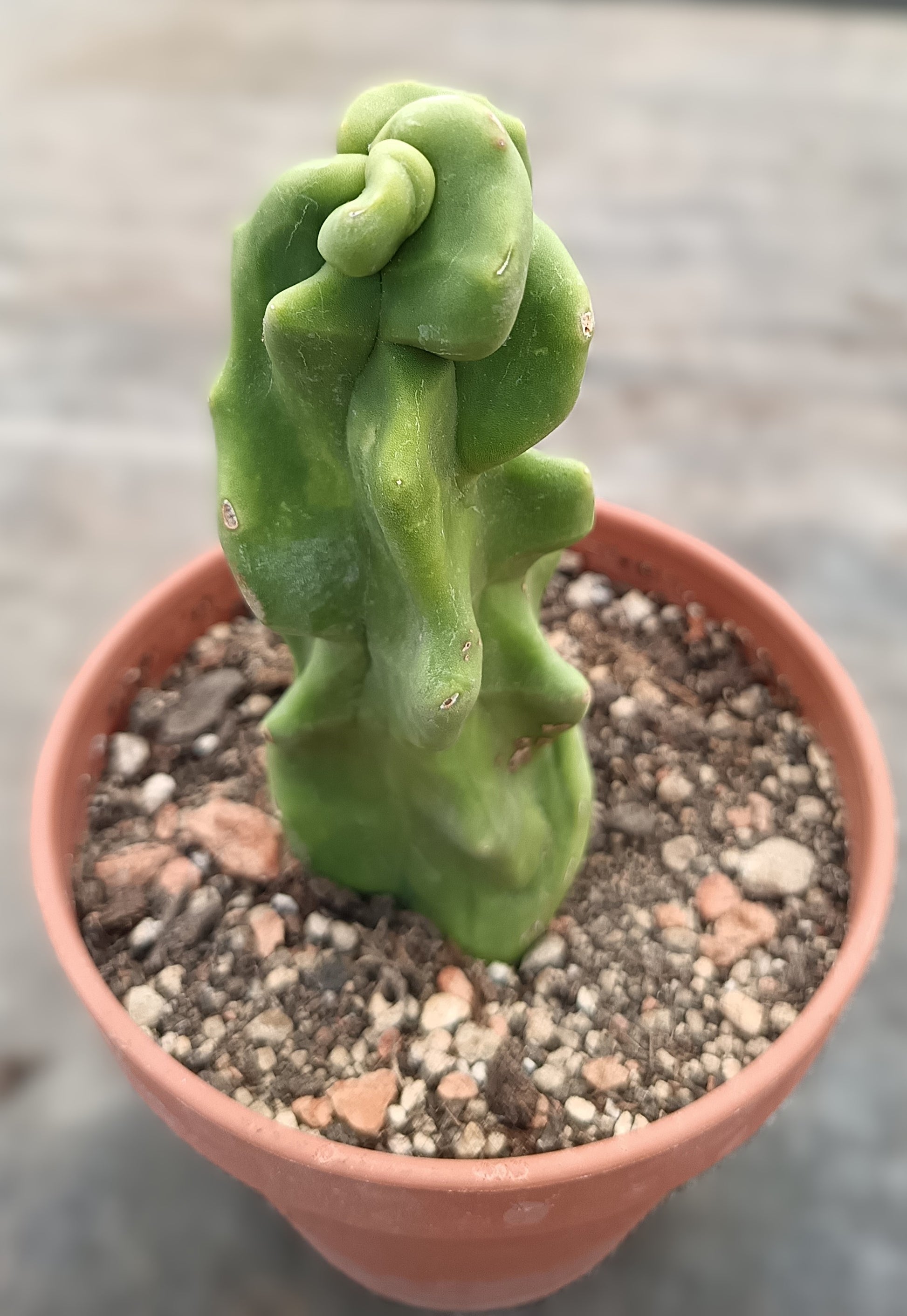Lophocereus schottii cv. monstruosus / wurzelecht
