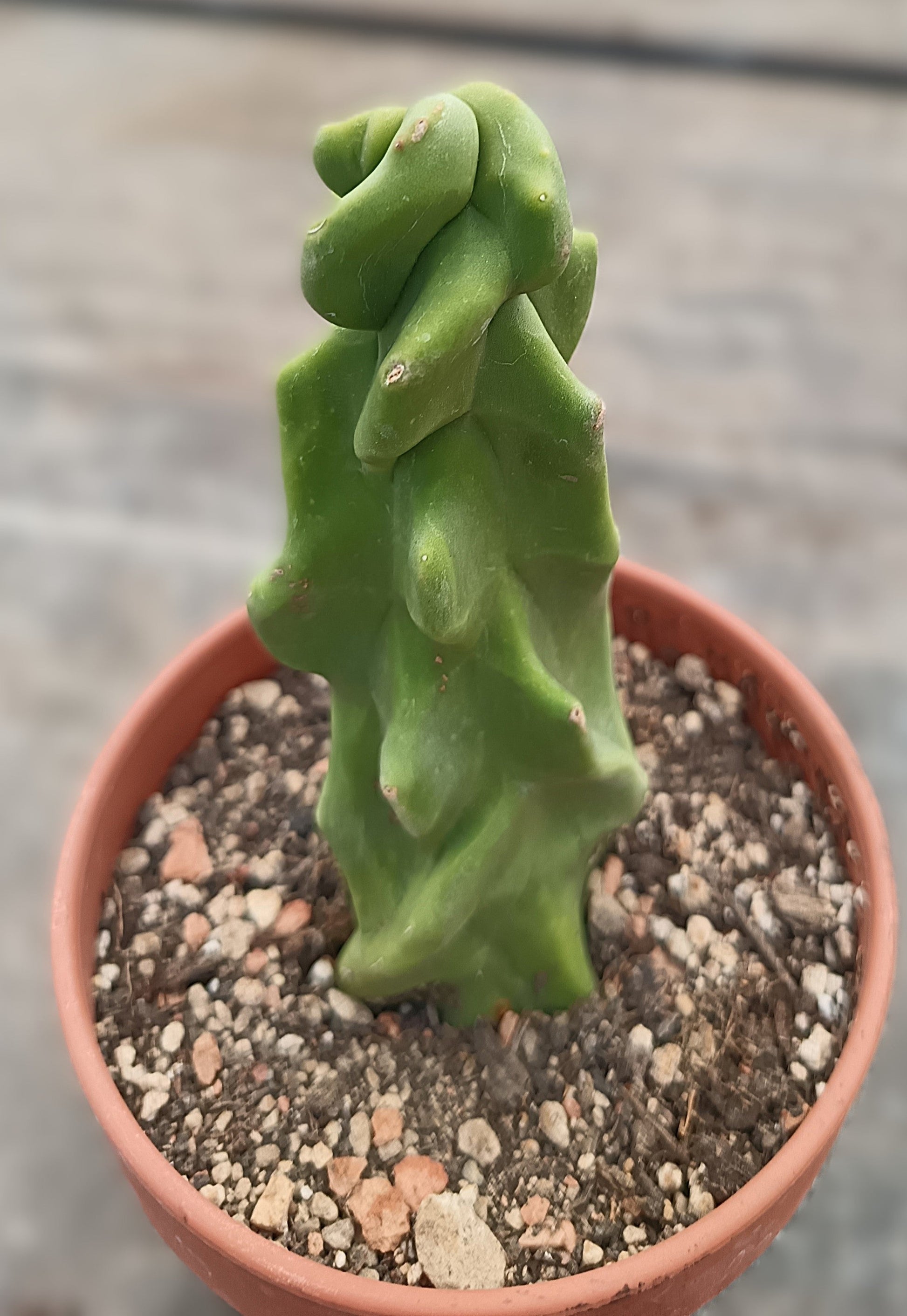 Lophocereus schottii cv. monstruosus / wurzelecht