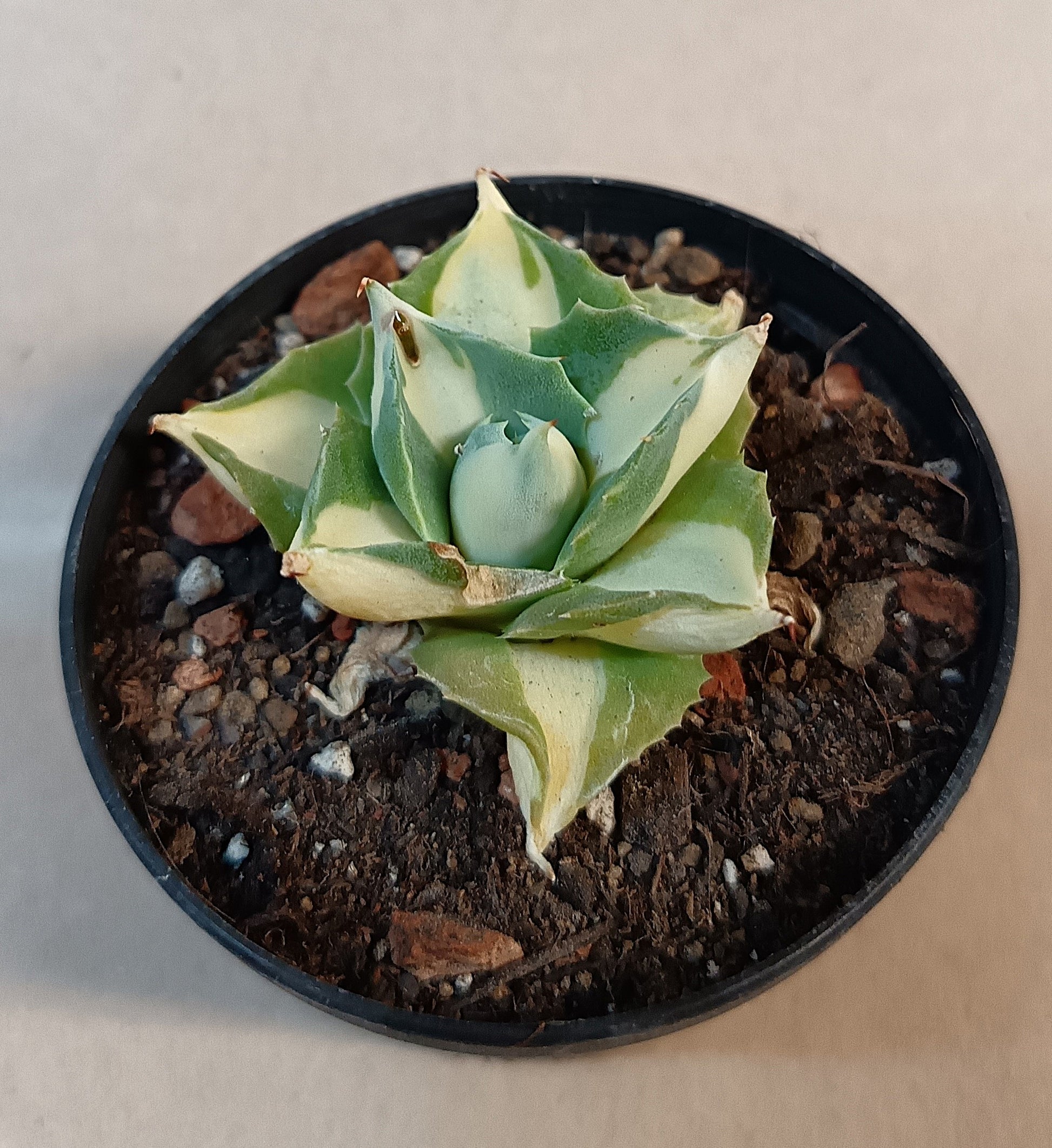 Agave isthmensis cv. 'Orhi Razin Shirifukurin' (mediopicta alba)