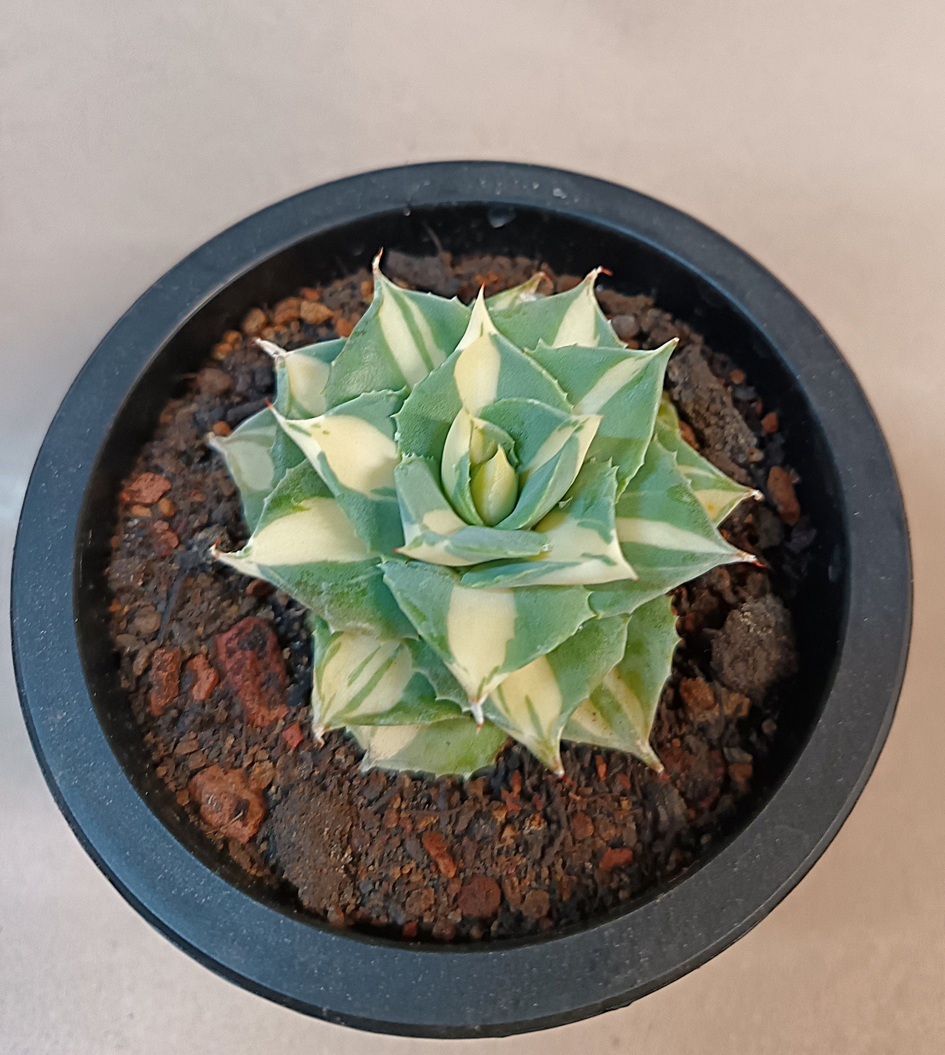 Agave isthmensis cv. 'Orhi Razin Shirifukurin' (mediopicta alba)