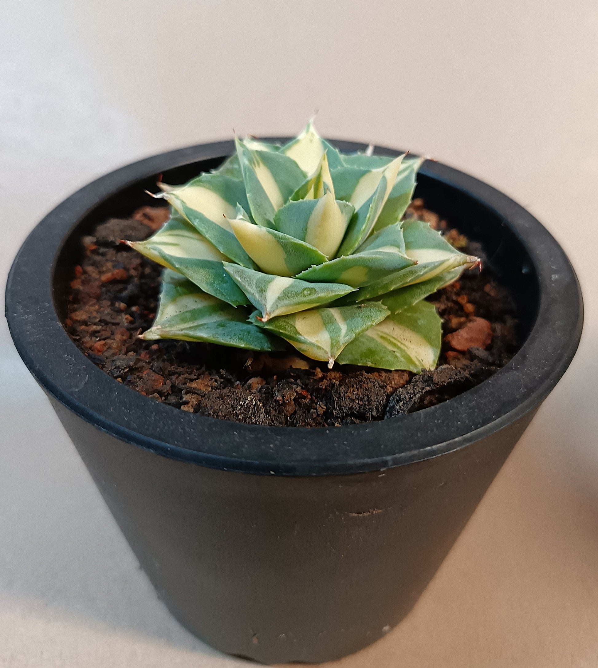 Agave isthmensis cv. 'Orhi Razin Shirifukurin' (mediopicta alba)
