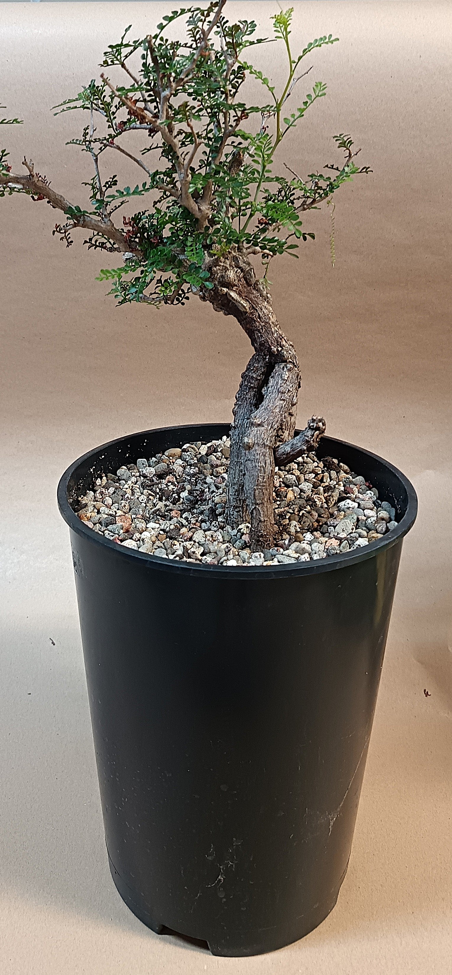 Operculicarya pachypus / Einzelpflanze #2