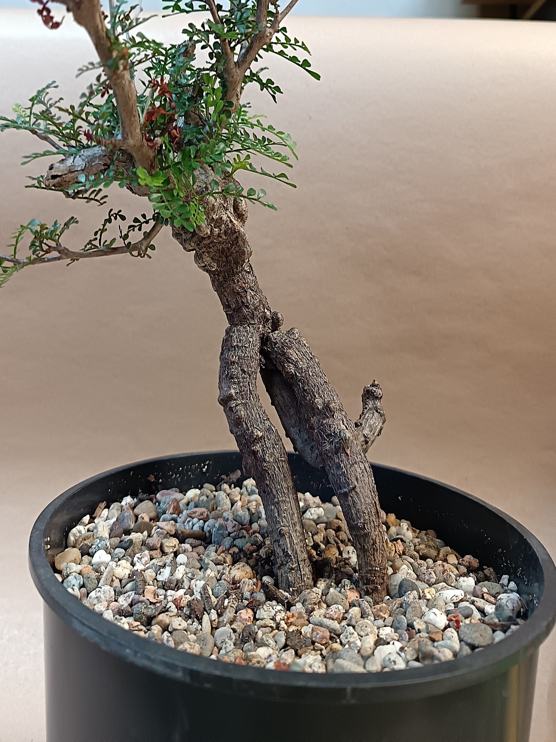 Operculicarya pachypus / Einzelpflanze #2