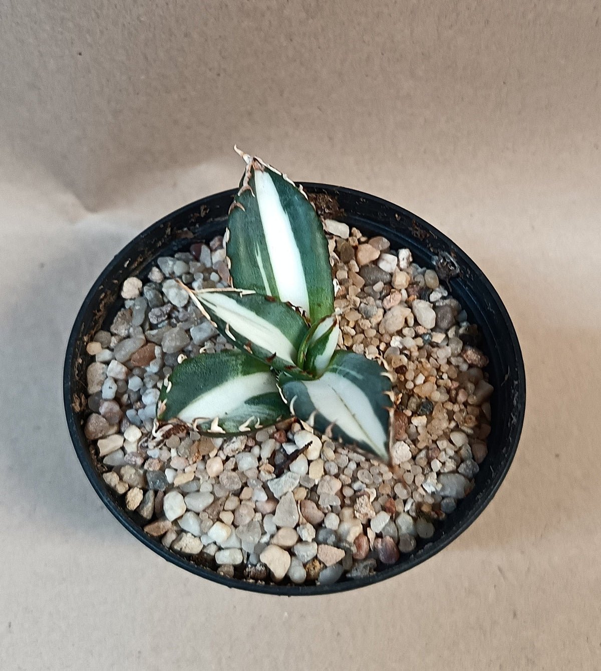 Agave titanota 'FO-076' mediopicta alba