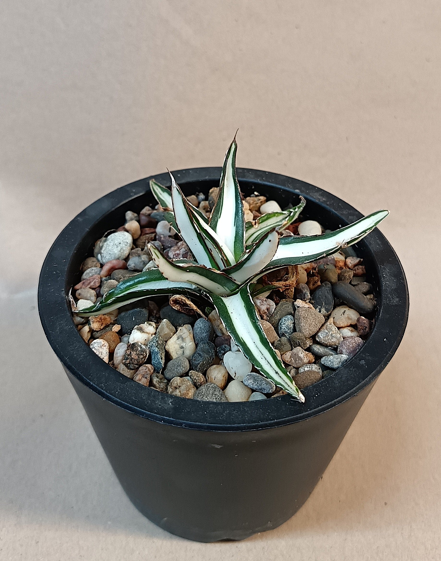 Agave victoriae-reginae mediopicta alba #7