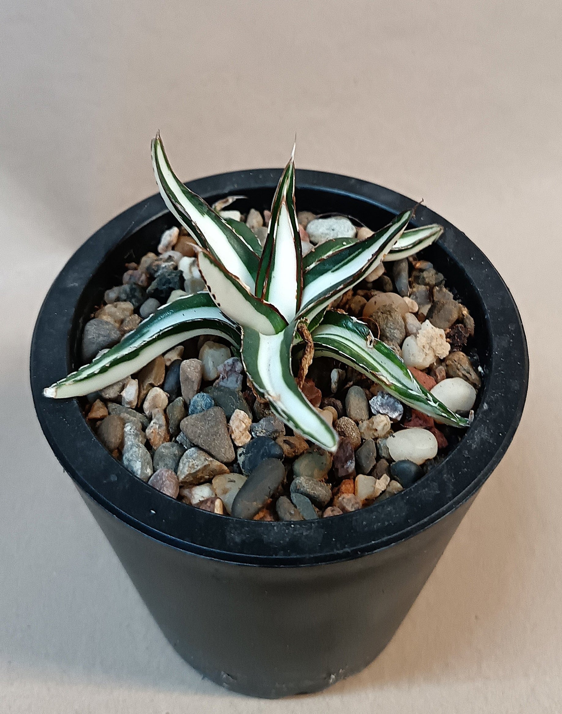 Agave victoriae-reginae mediopicta alba #7