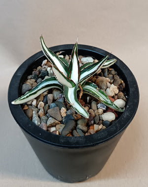 Agave victoriae-reginae mediopicta alba #7