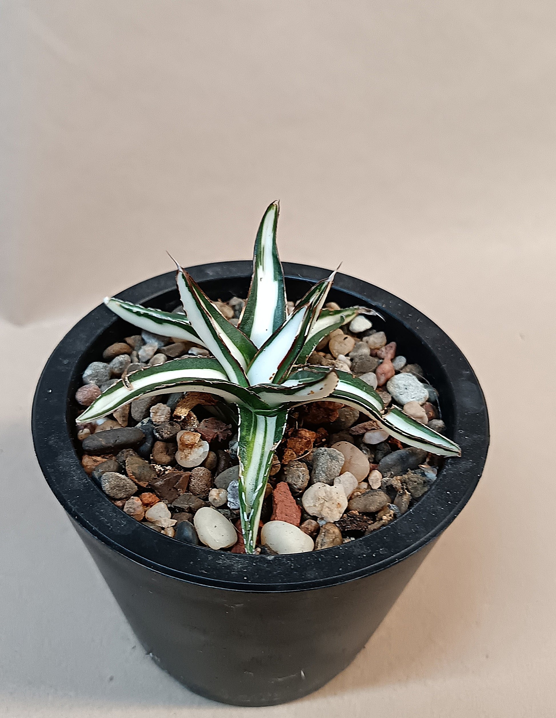 Agave victoriae-reginae mediopicta alba #7