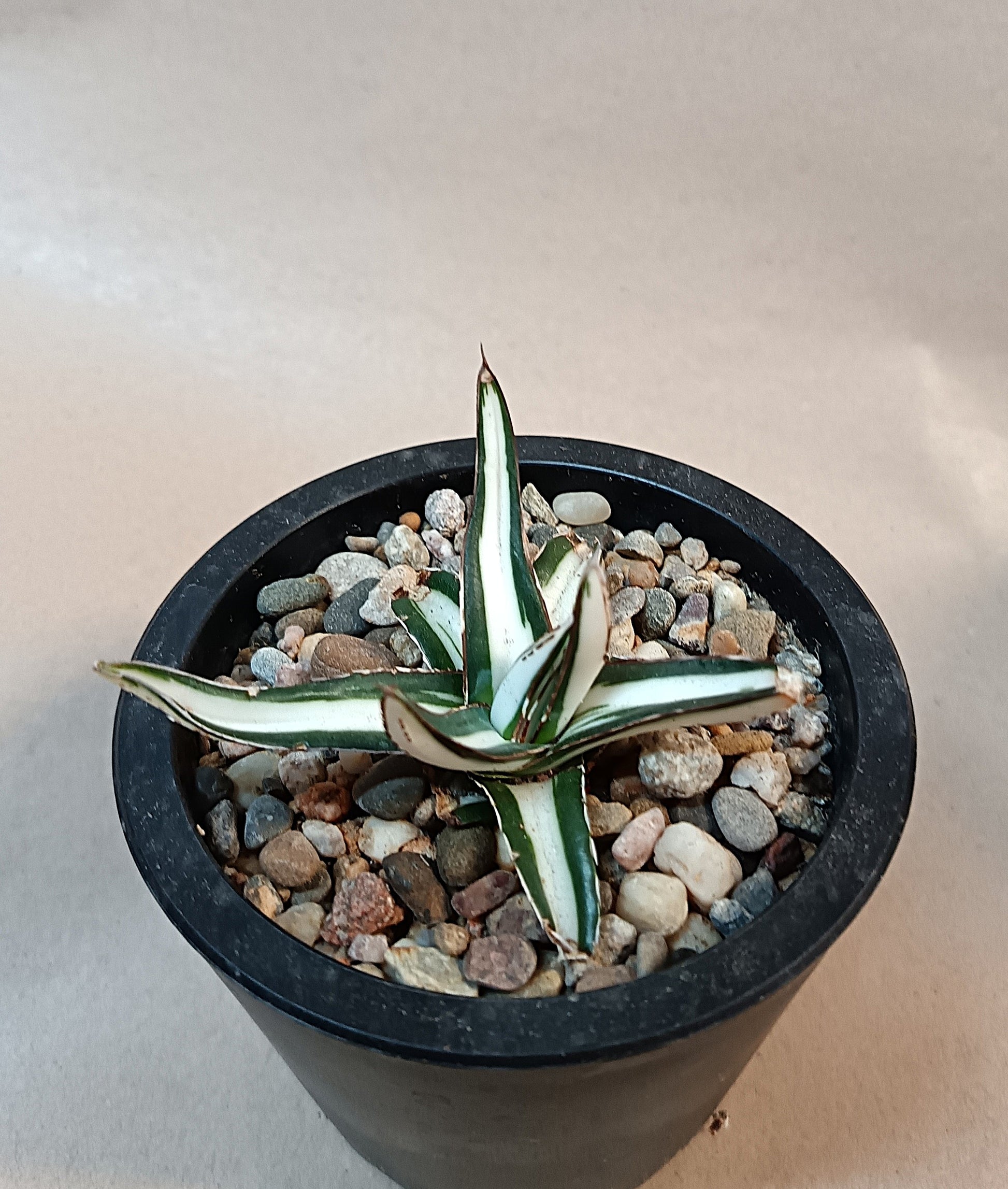 Agave victoriae-reginae mediopicta alba #6