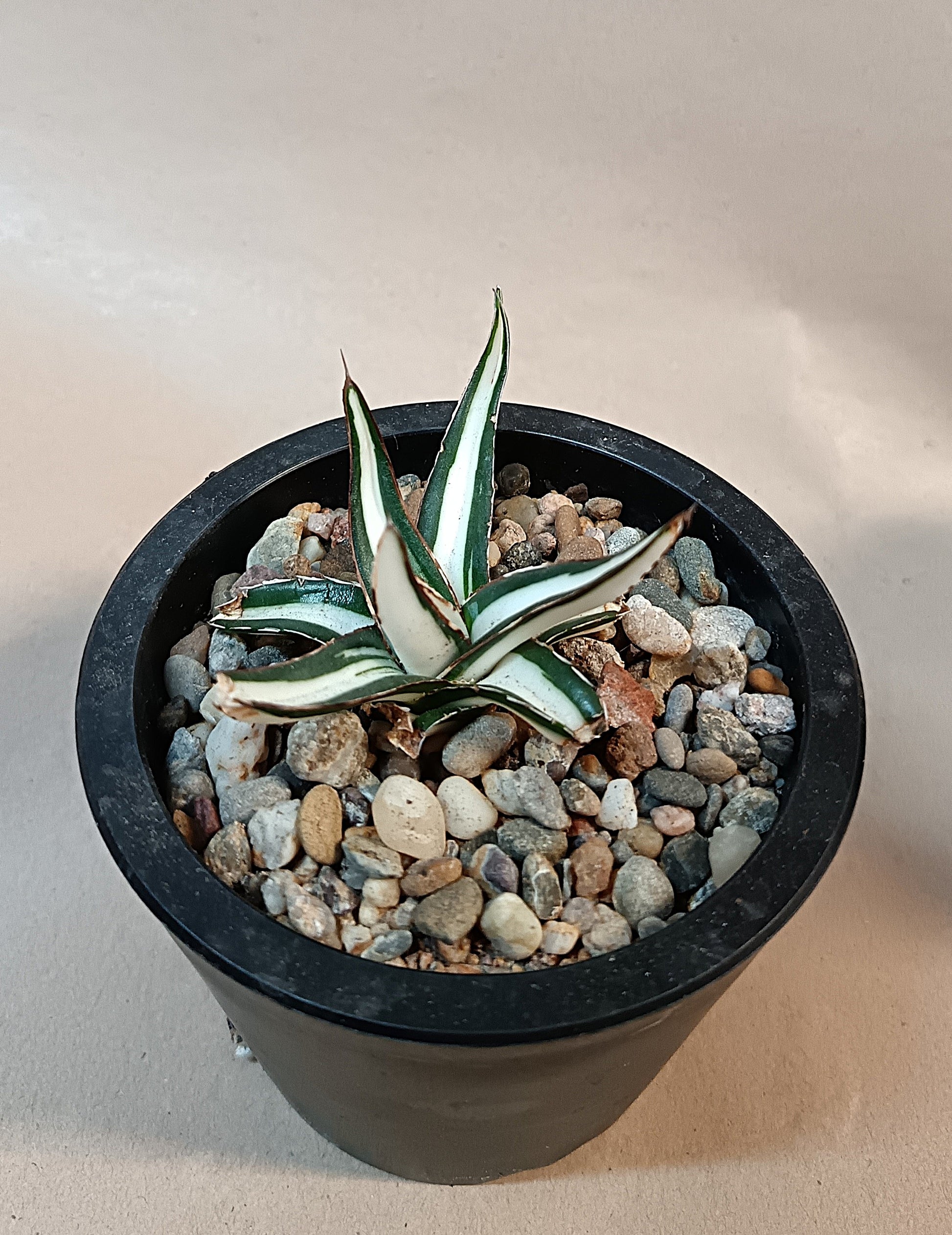 Agave victoriae-reginae mediopicta alba #6