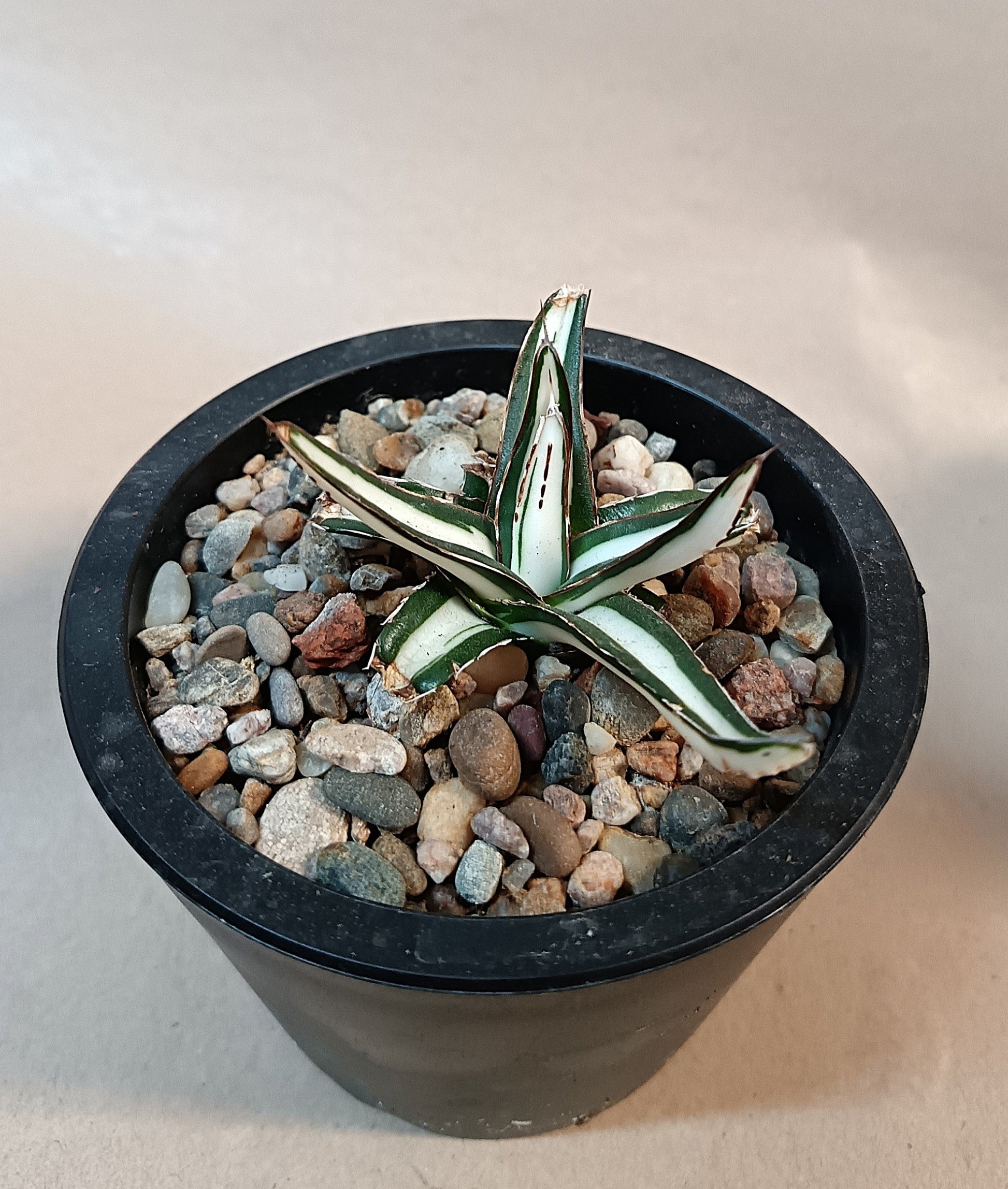 Agave victoriae-reginae mediopicta alba #6
