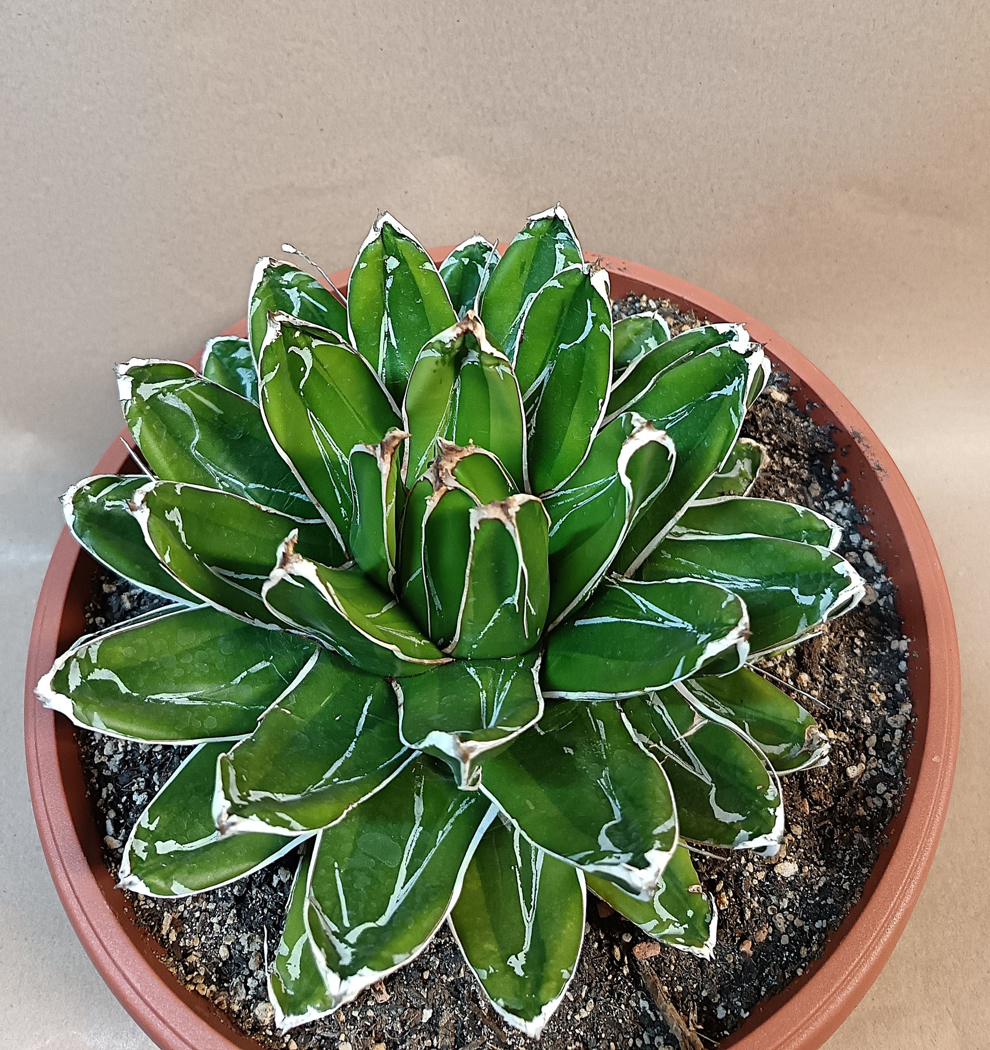 Agave victoriae-reginae 'Kizan', dezent cremegelb panaschiert