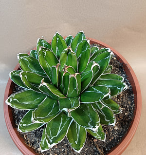 Agave victoriae-reginae 'Kizan', dezent cremegelb panaschiert
