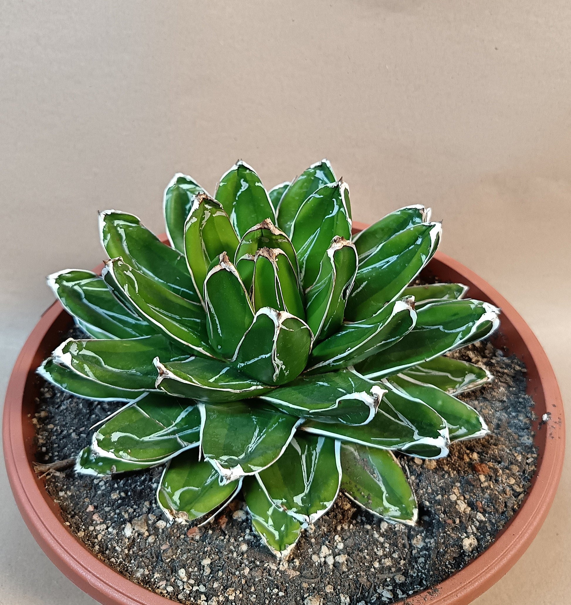 Agave victoriae-reginae 'Kizan', dezent cremegelb panaschiert