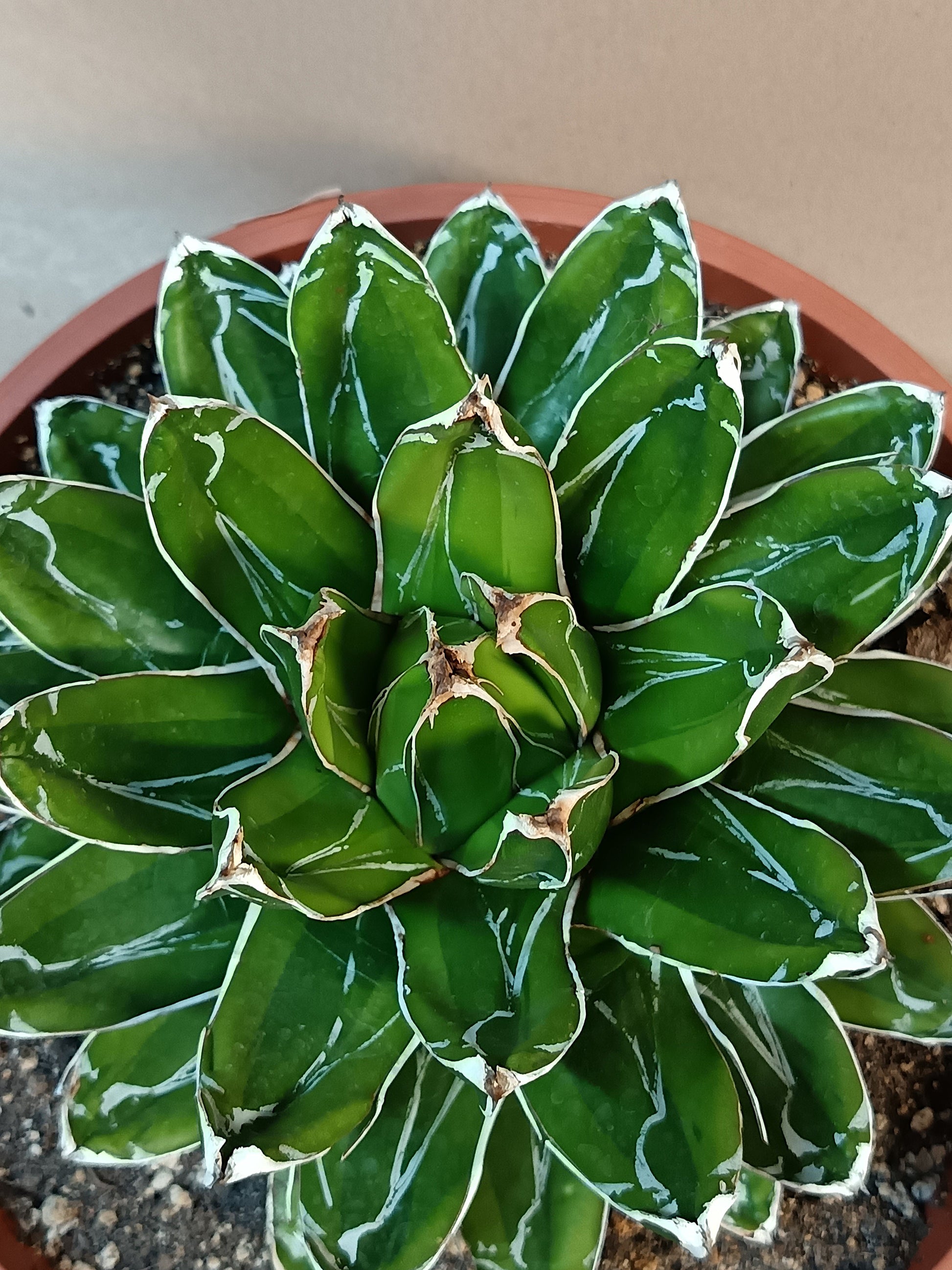 Agave victoriae-reginae 'Kizan', dezent cremegelb panaschiert