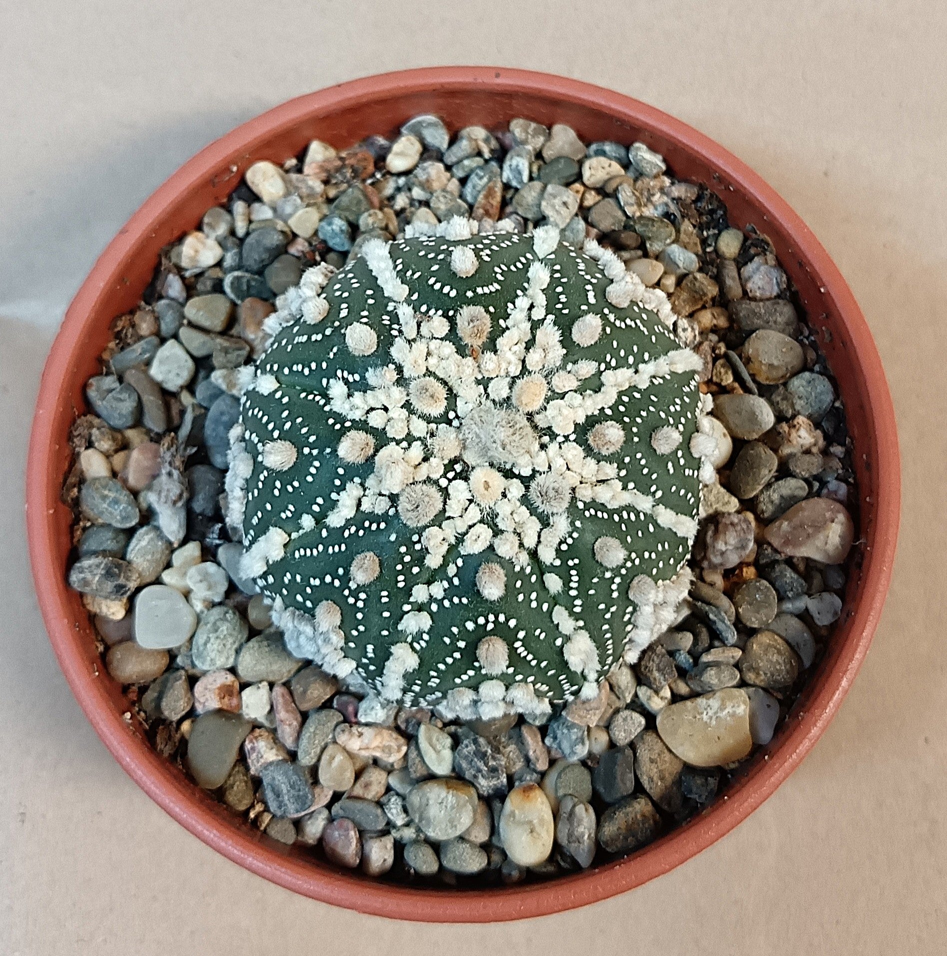 Astrophytum asterias 'Hanazono Kabuto' #4