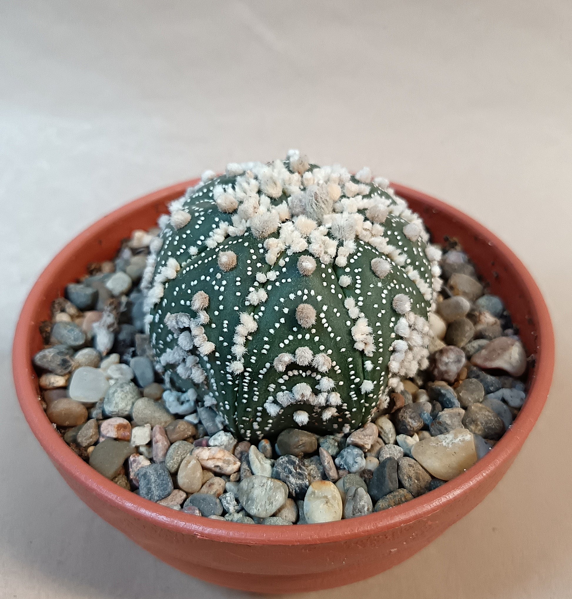 Astrophytum asterias 'Hanazono Kabuto' #4