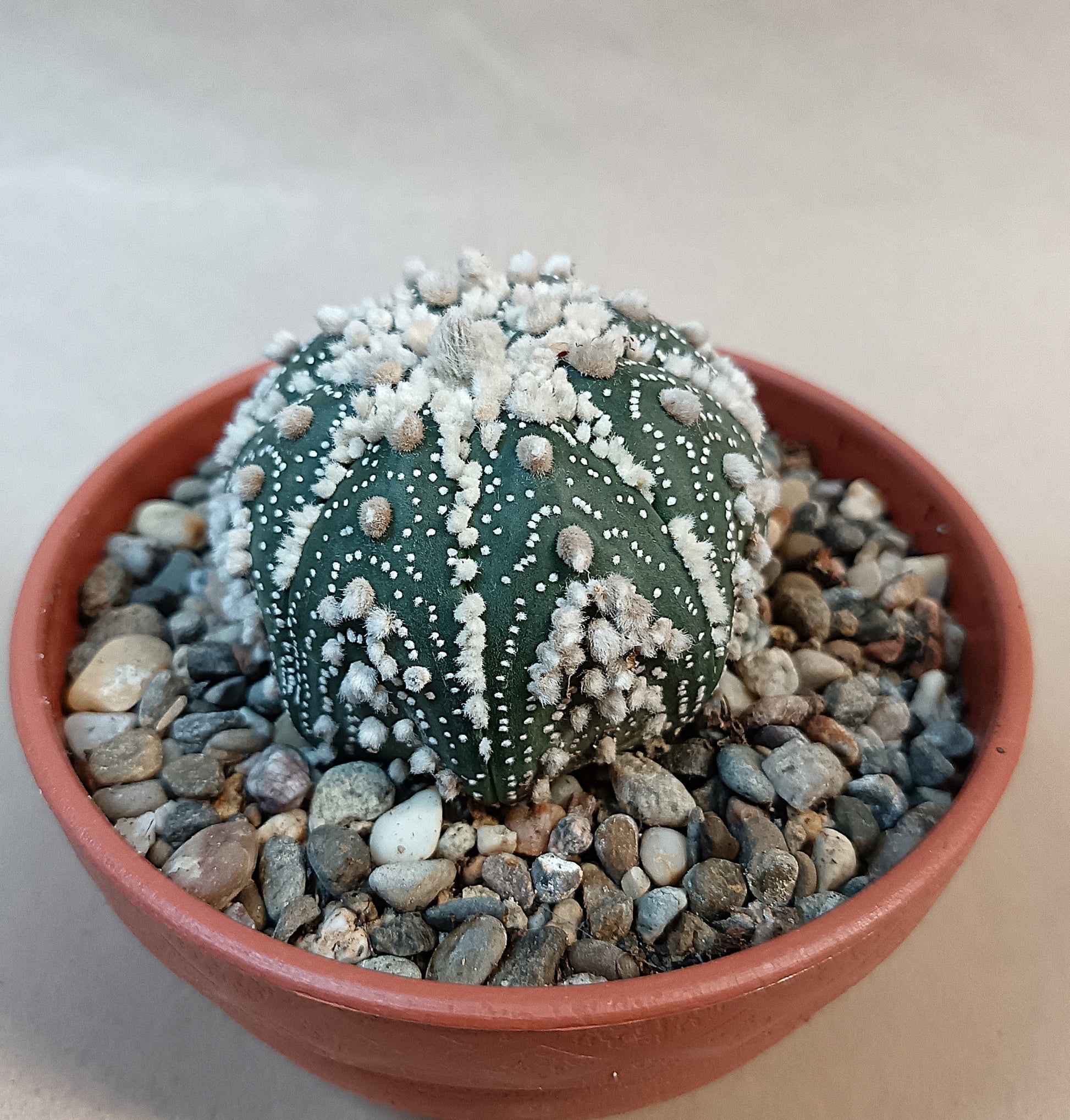 Astrophytum asterias 'Hanazono Kabuto' #4