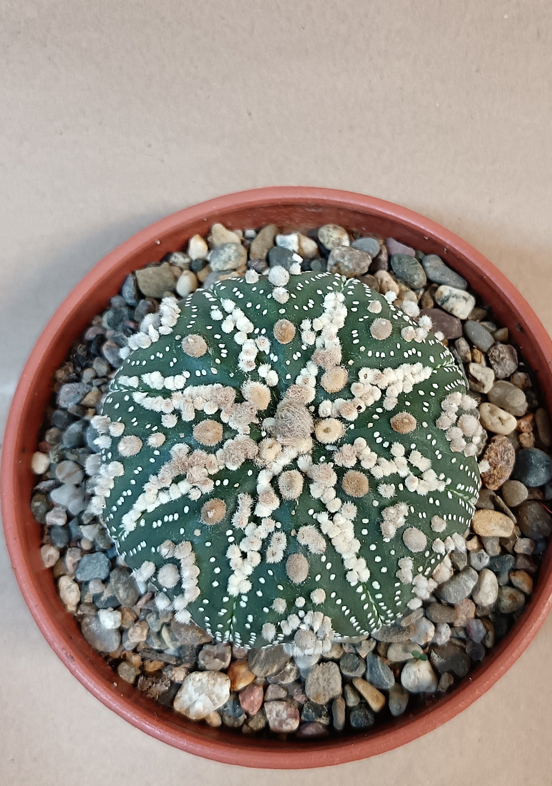 Astrophytum asterias 'Hanazono Kabuto' #5