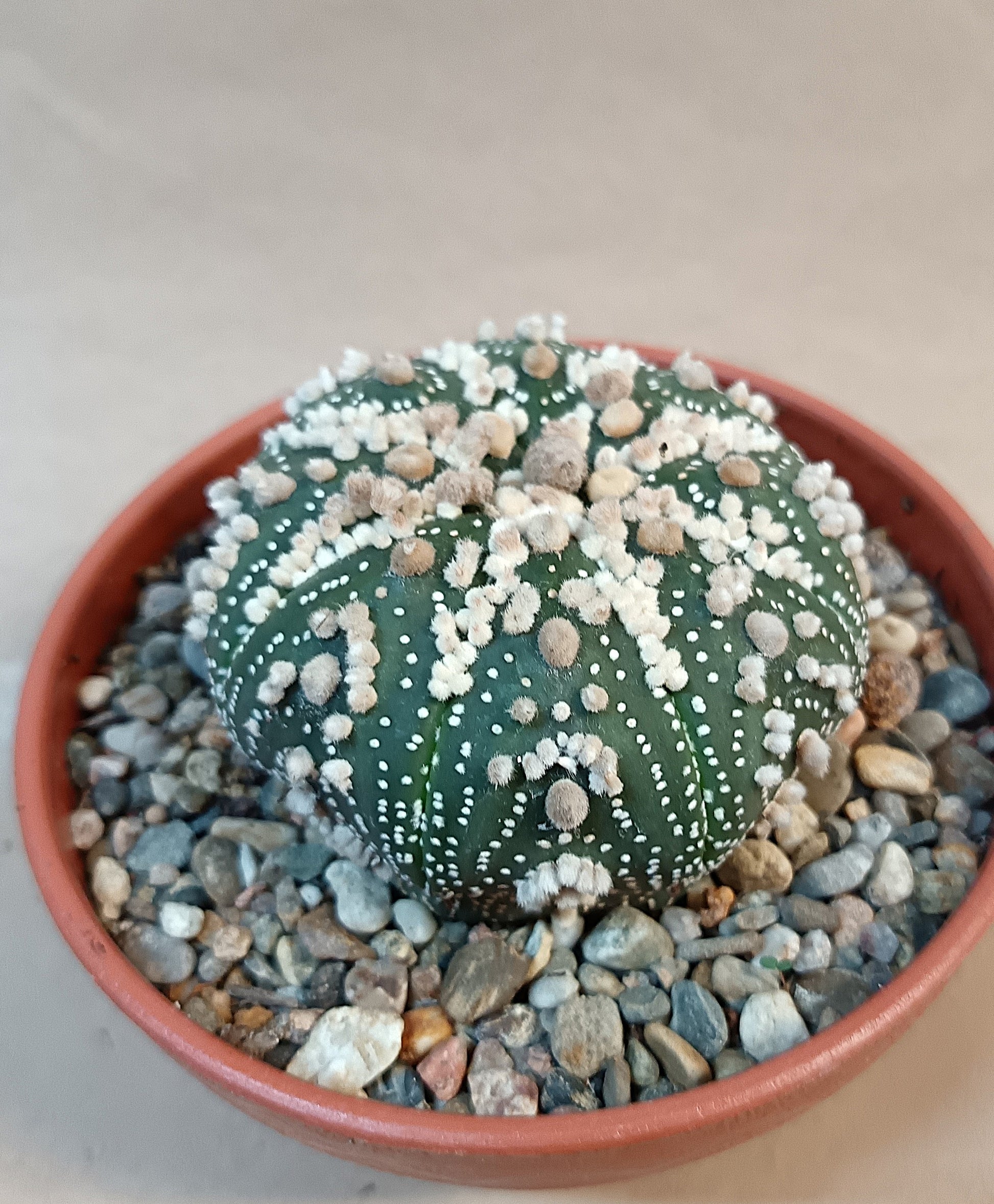 Astrophytum asterias 'Hanazono Kabuto' #5