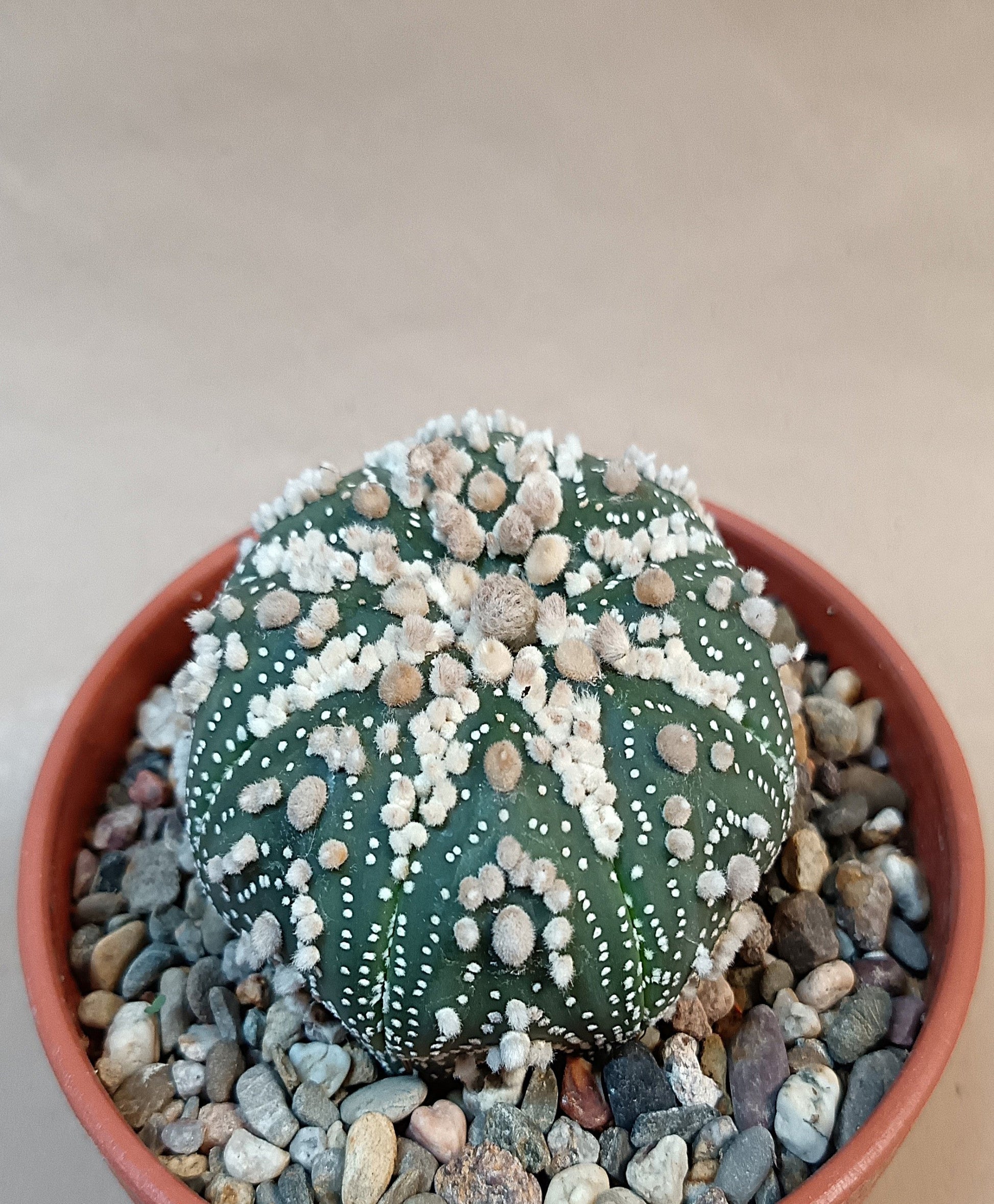 Astrophytum asterias 'Hanazono Kabuto' #5