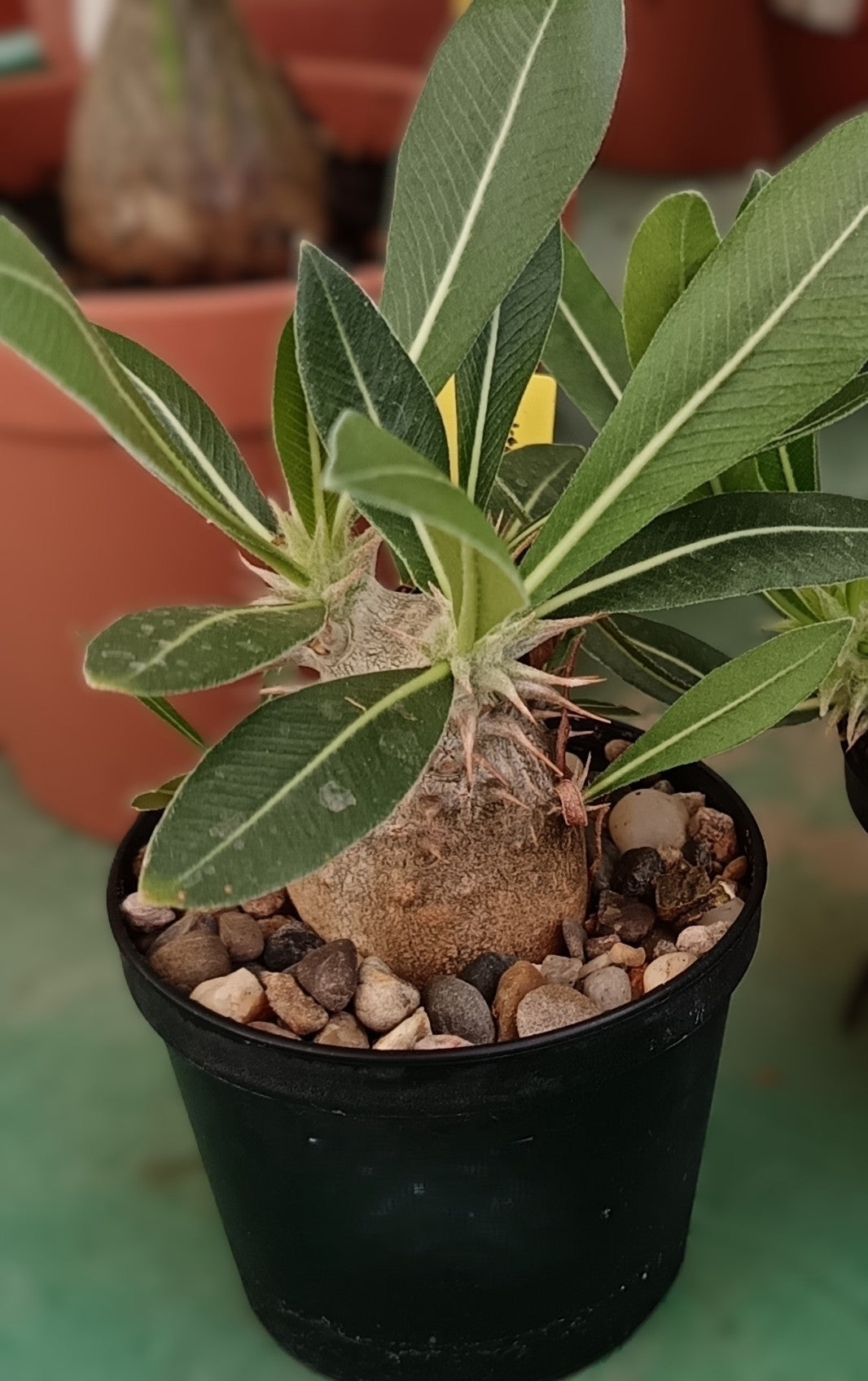 Pachypodium densiflorum