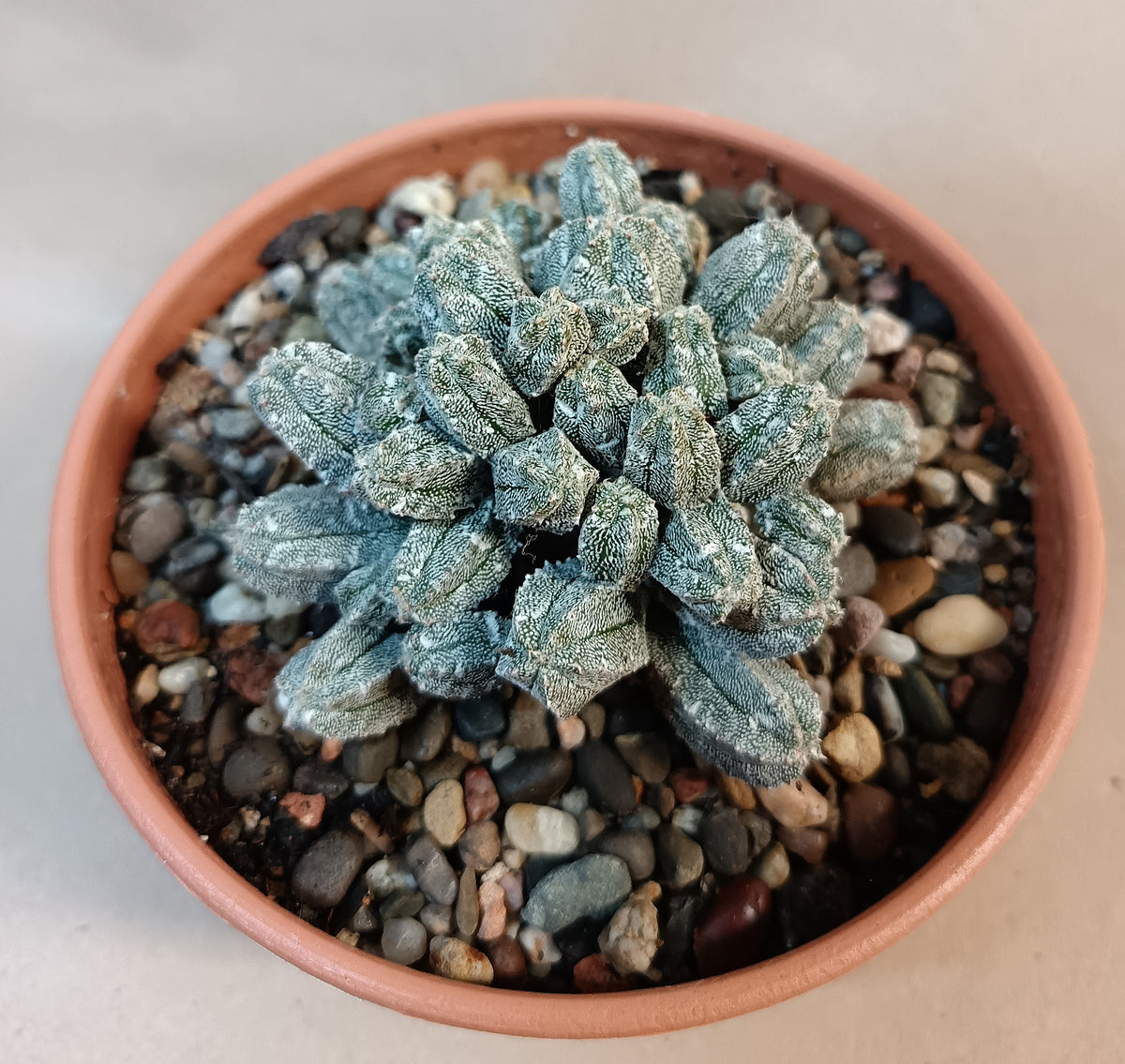 Astrophytum myriostigma cv. hubuki