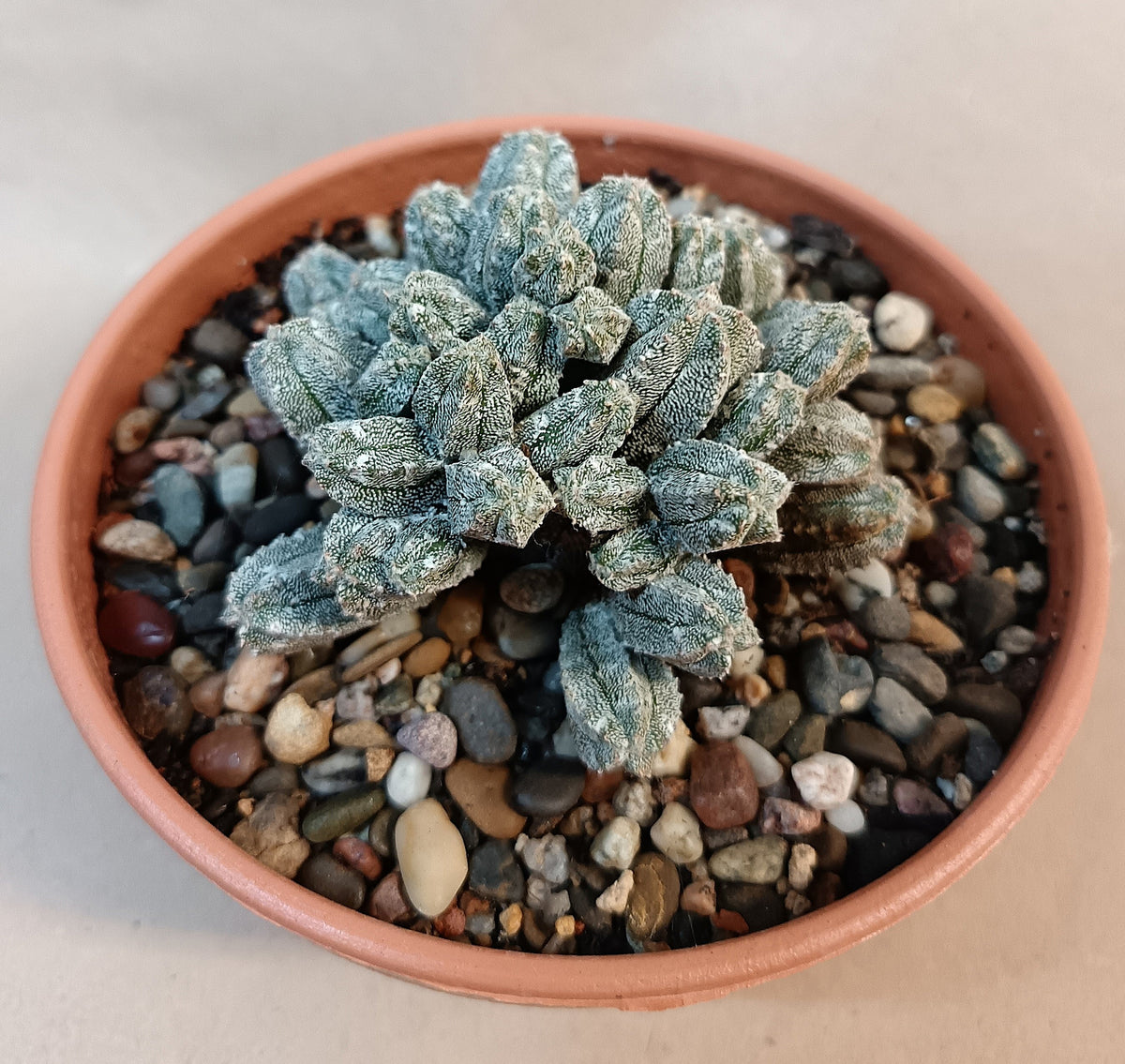 Astrophytum myriostigma cv. hubuki