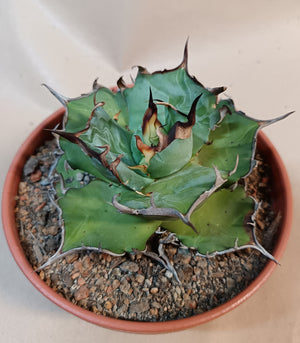 Agave titanota 'Hades' #3