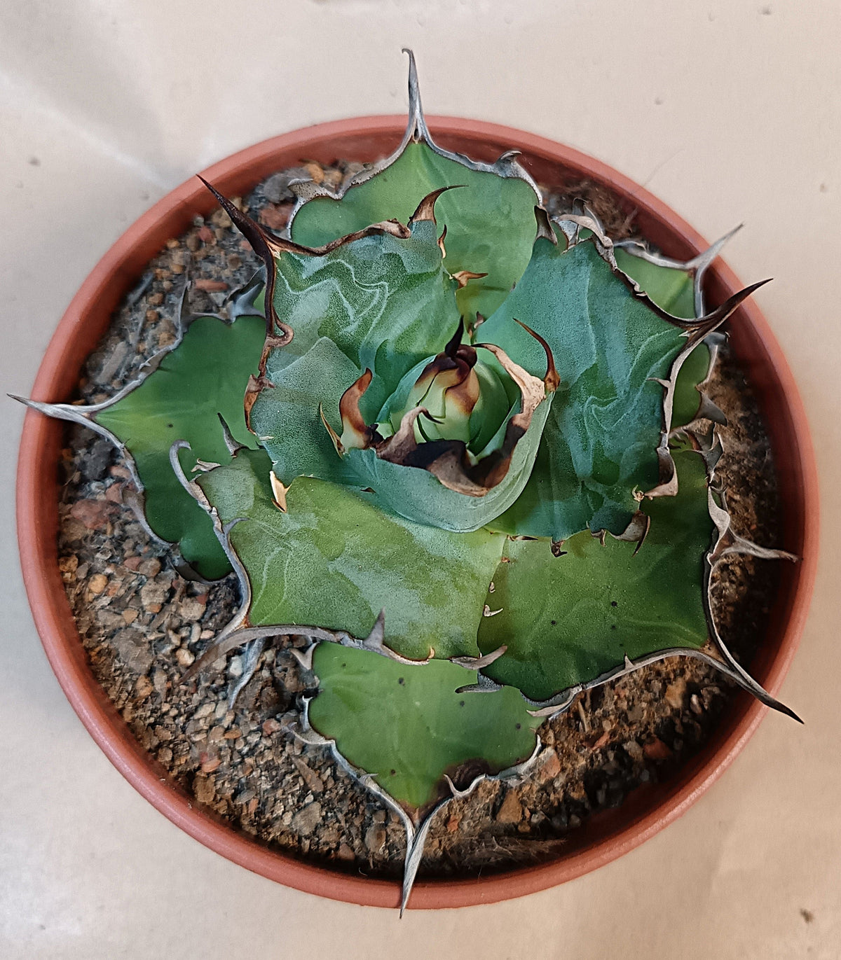 Agave titanota 'Hades' #3