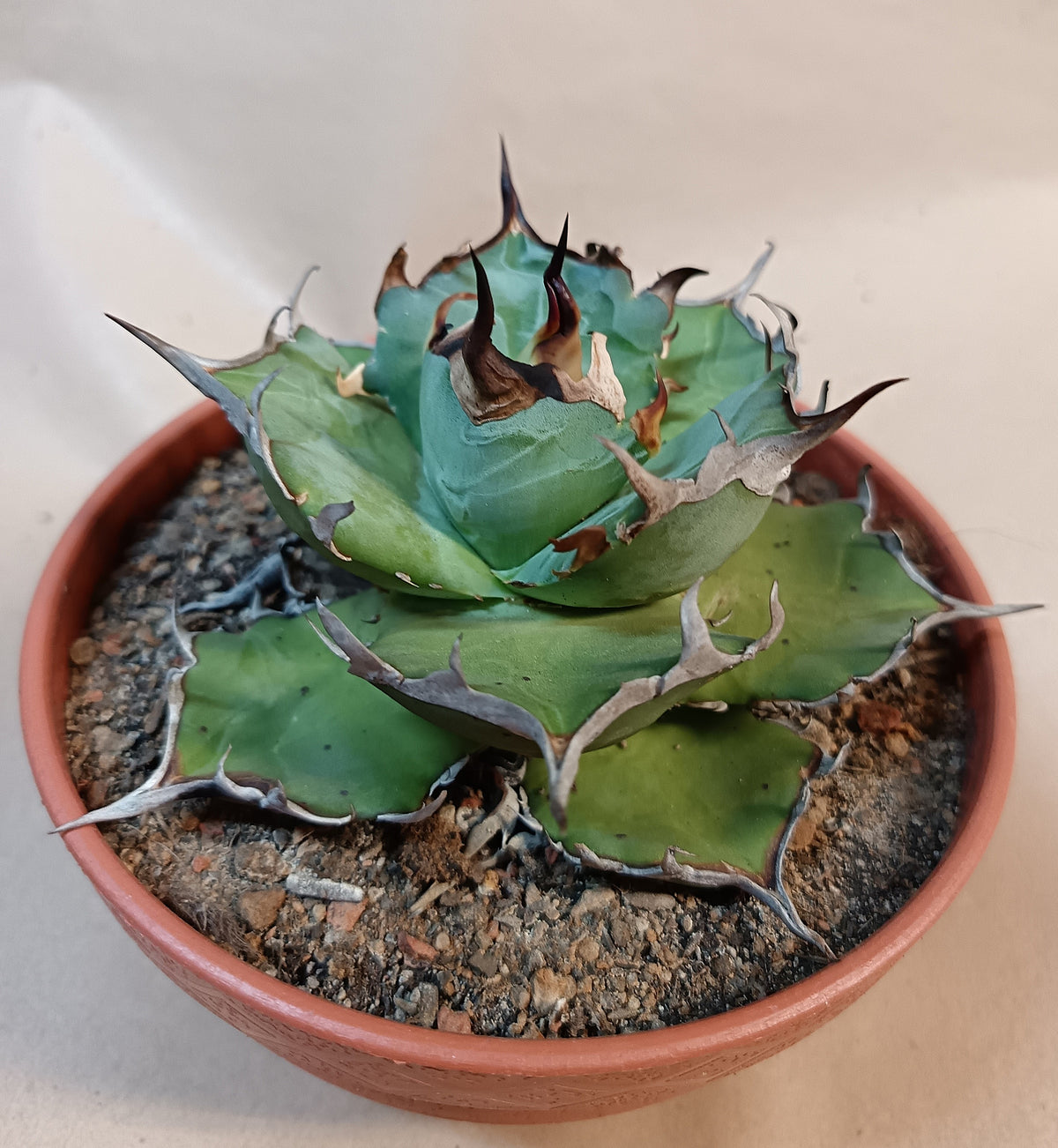 Agave titanota 'Hades' #3