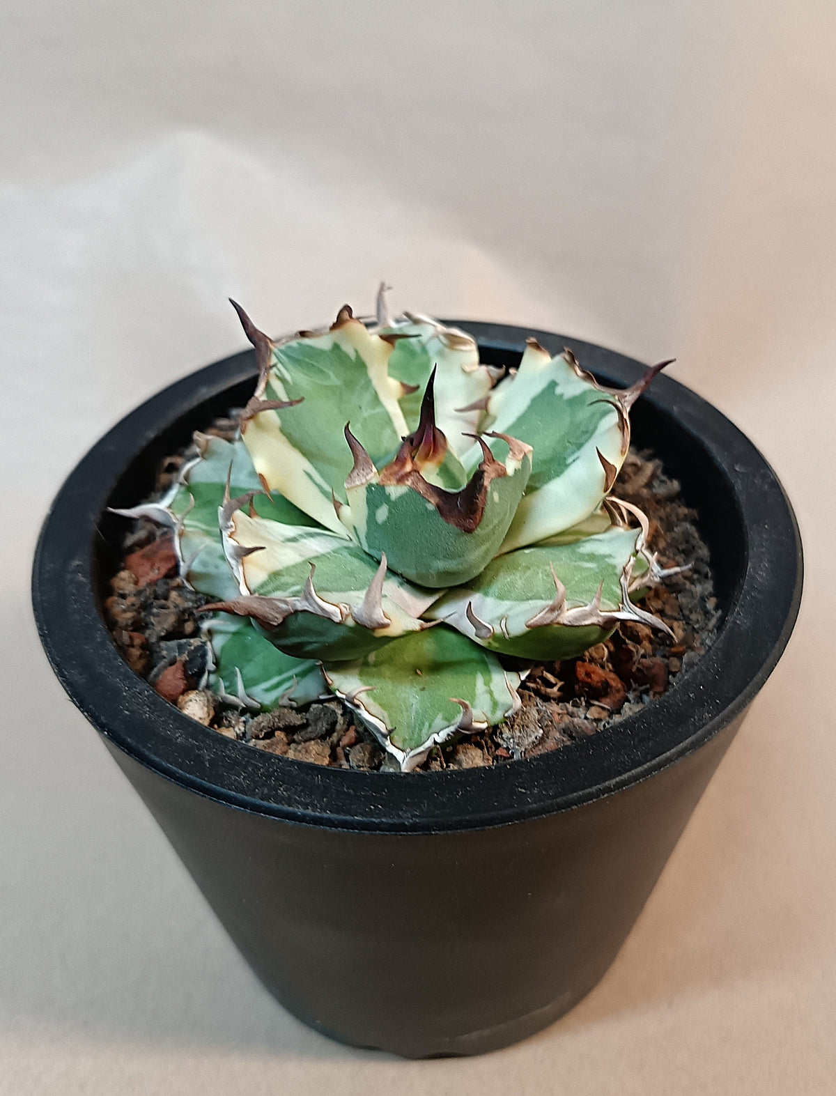 Agave titanota 'dwarf marginata' #3