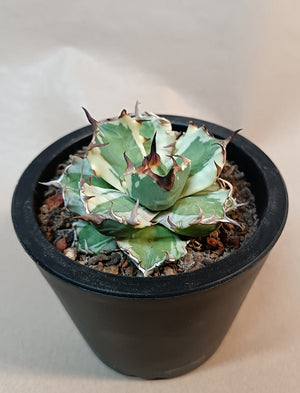 Agave titanota 'dwarf marginata' #3