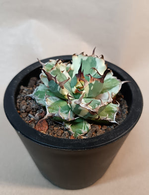 Agave titanota 'dwarf marginata' #3