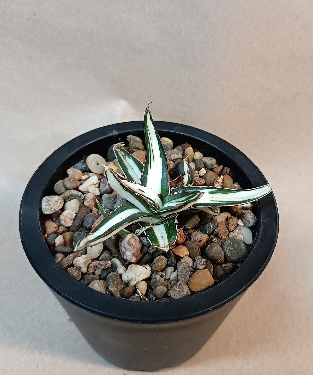 Agave victoriae-reginae mediopicta alba #8